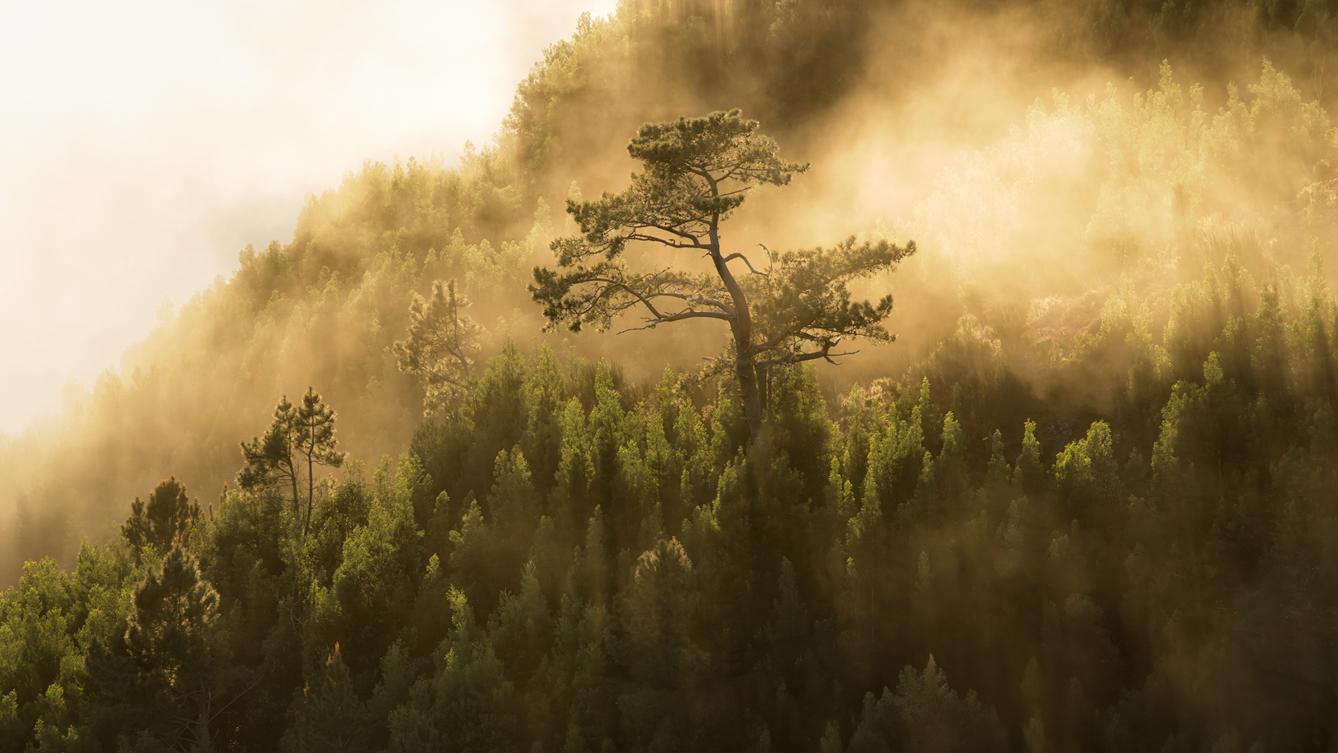 Solitude in Sunset’s glow