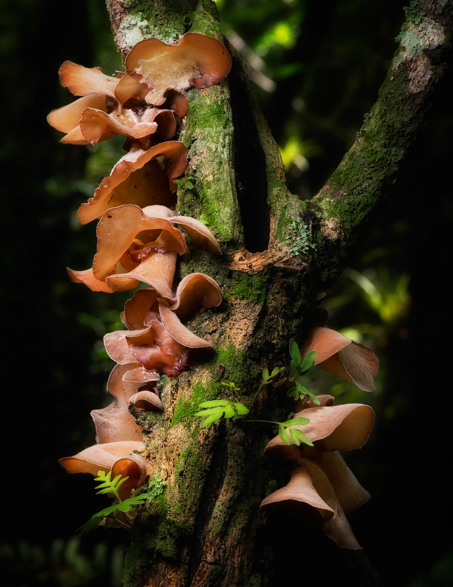 Wood Ear