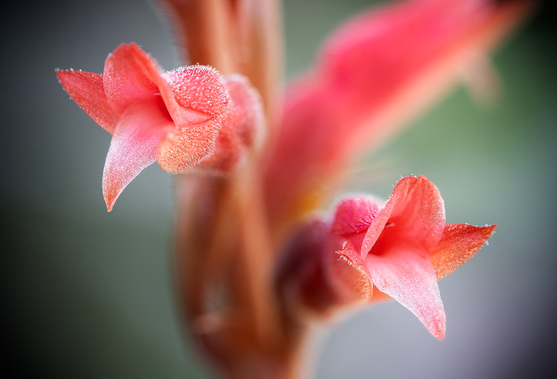 Fakahatchee Beaked Orchid Closeup1