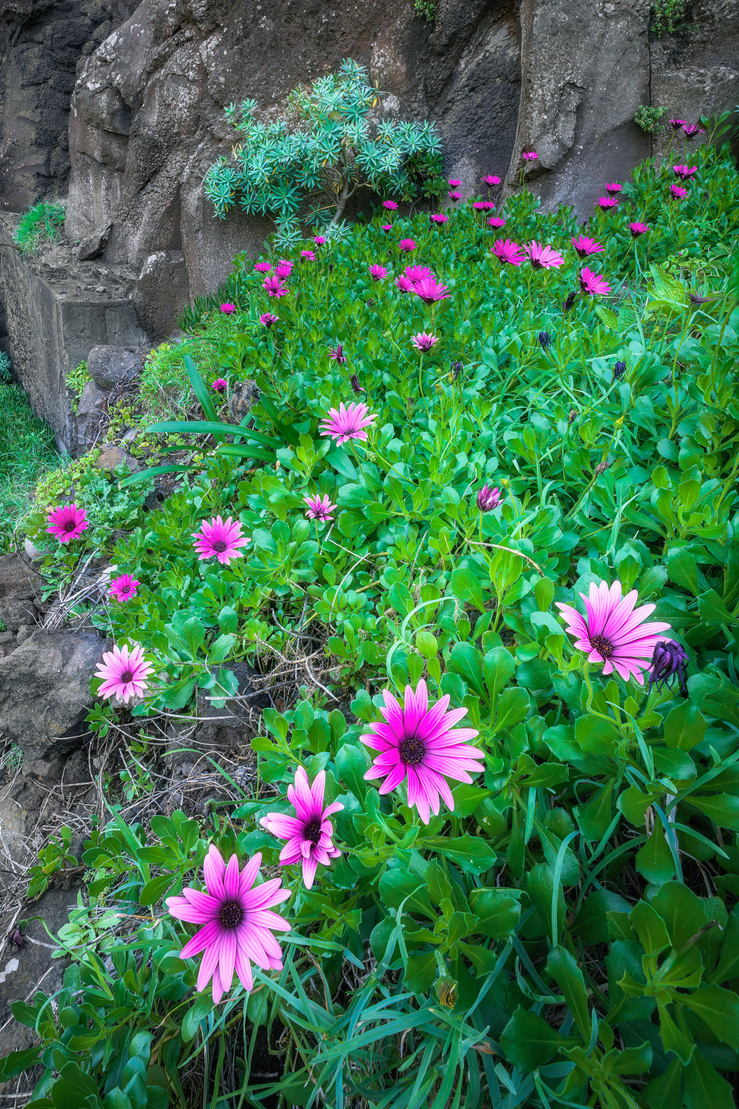 Wild Dasies on Madeira Island