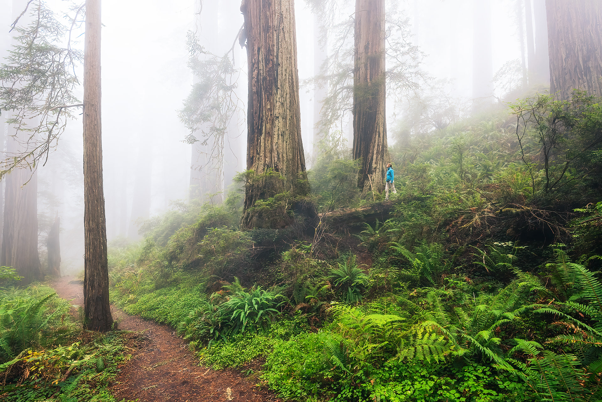 Morning glow at the Redwoods