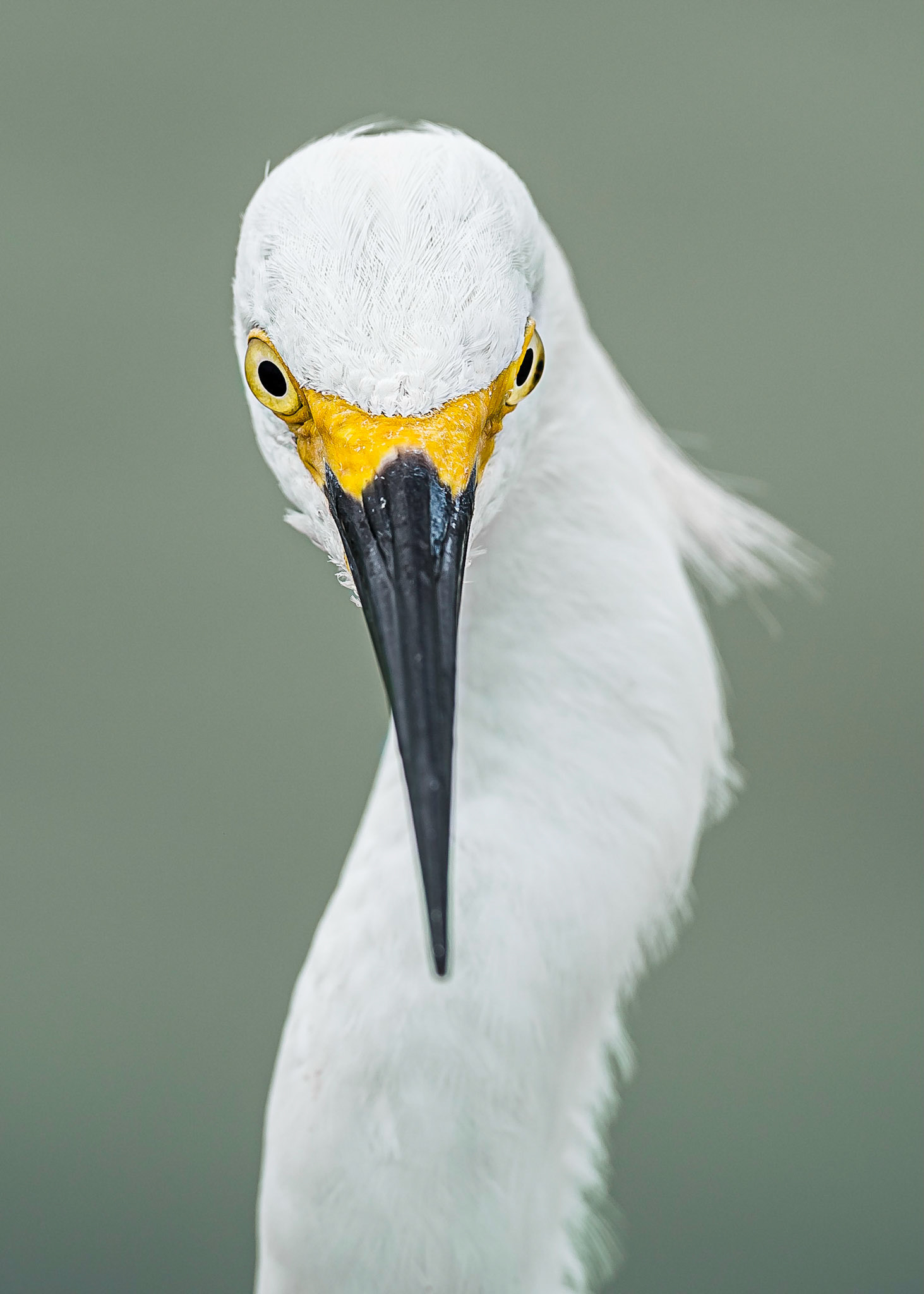 Snowy Egret