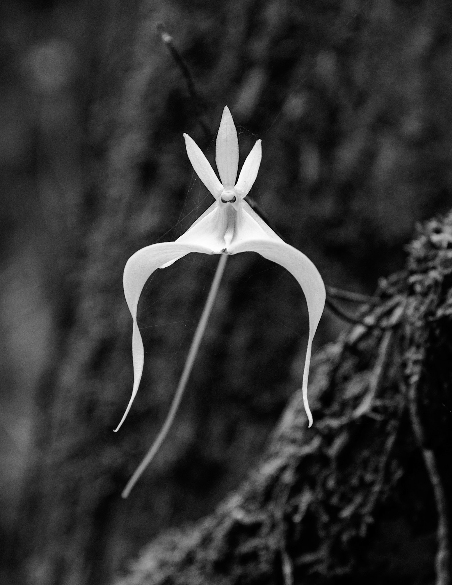 Ghost Orchid 3 BW