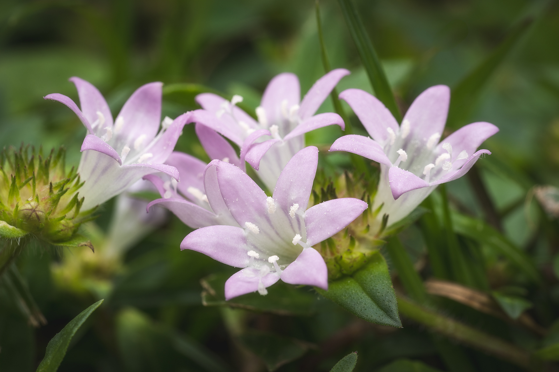 Florida Snow Cluster