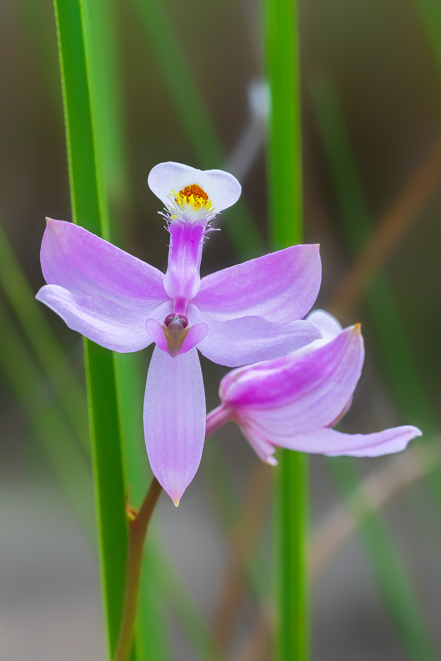 Grass Pink Closeup 