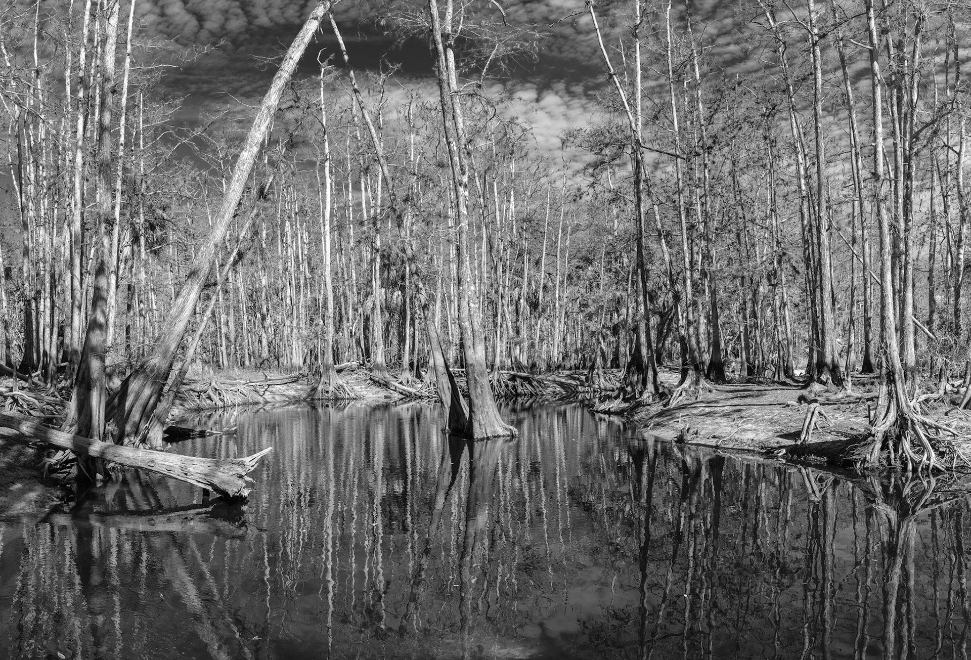 Fisheating Creek Wild
