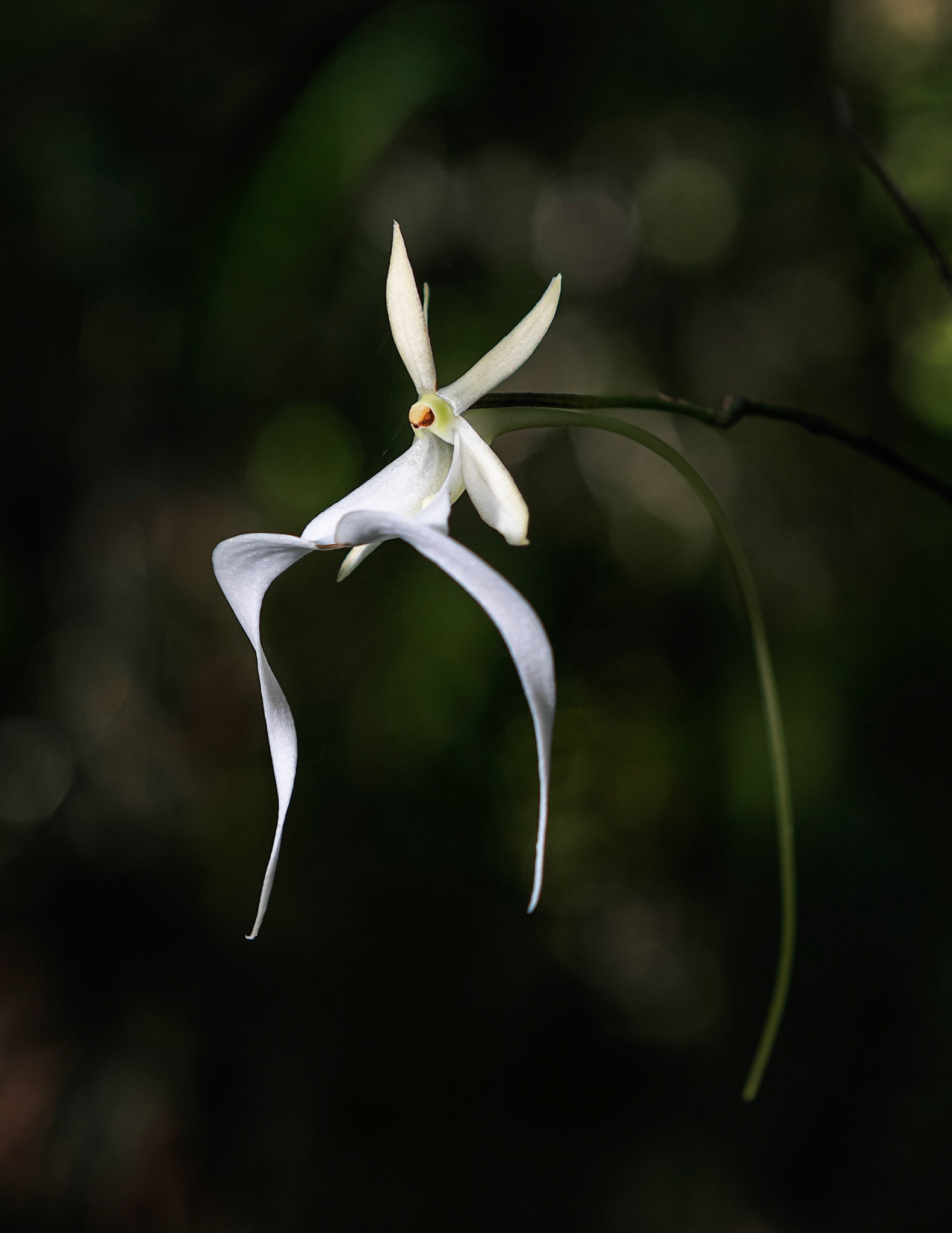 Ghost Ghost Orchid 2 B&WOrchid 2