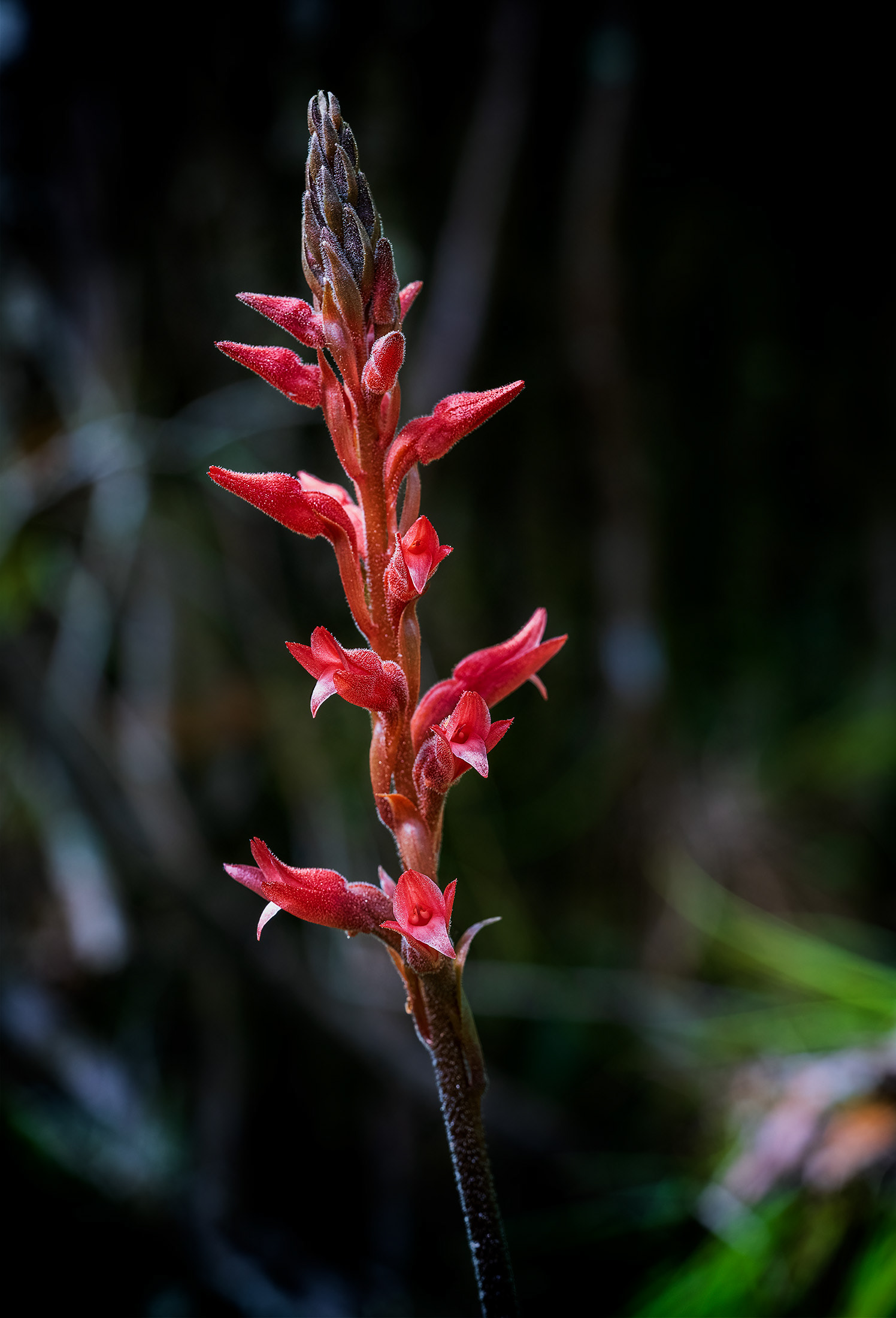 Fakahatchee Beaked Orchid