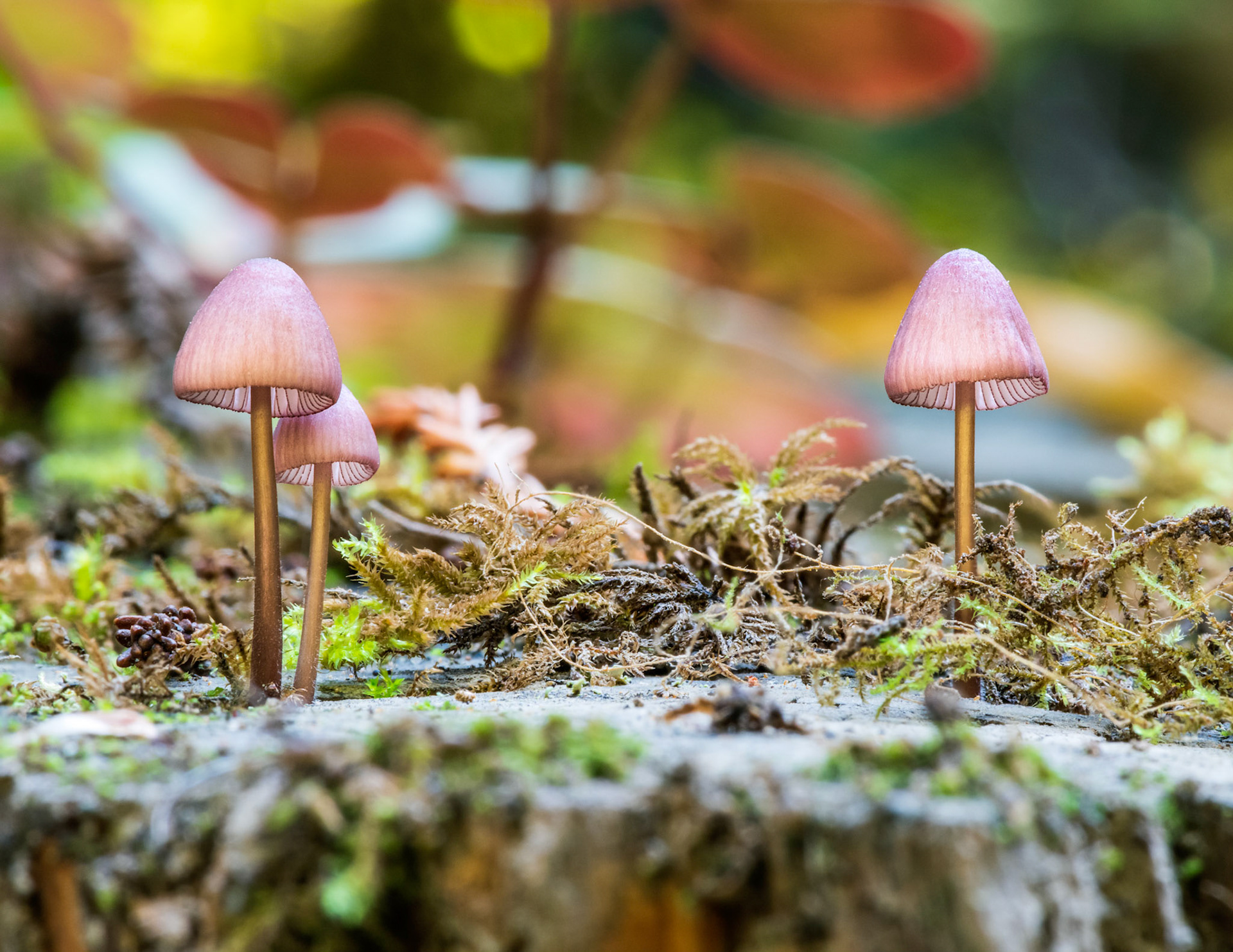 Purple Edge Bonnet Mushroom