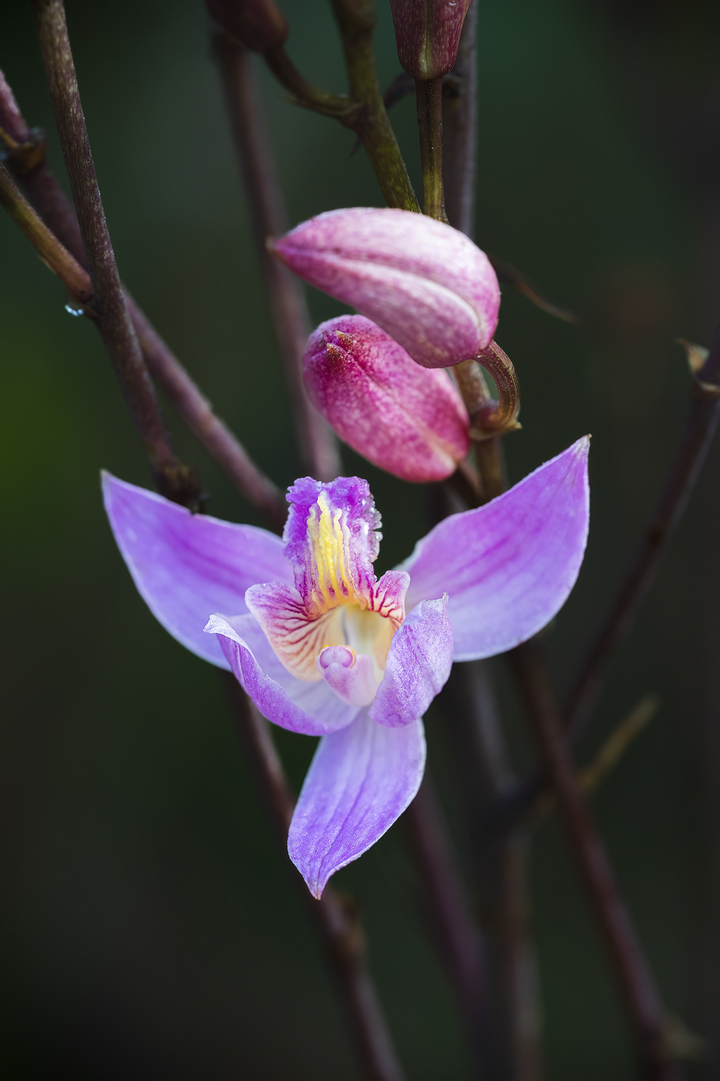 Bletia Purperia Closeup