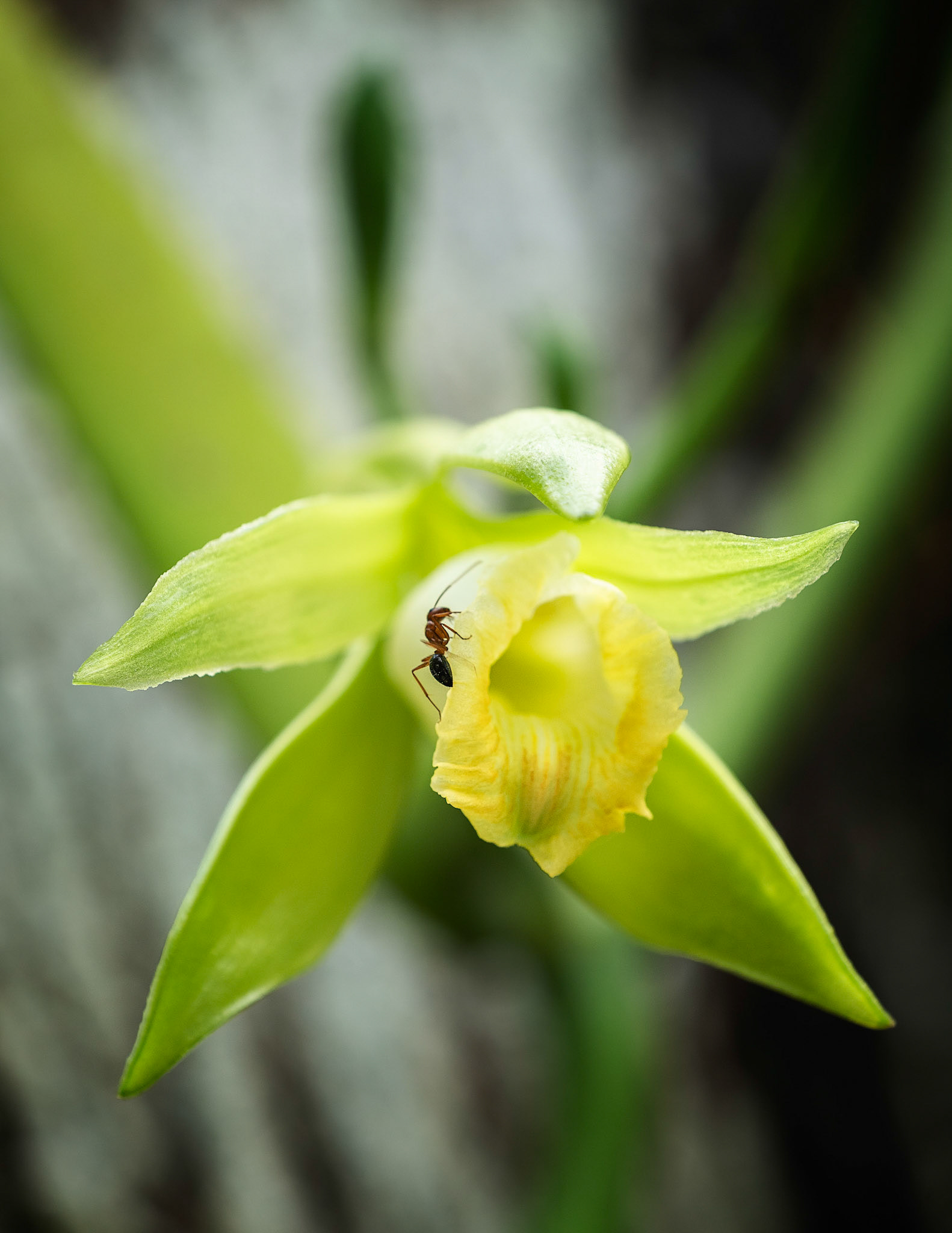 Vanilla Orchid