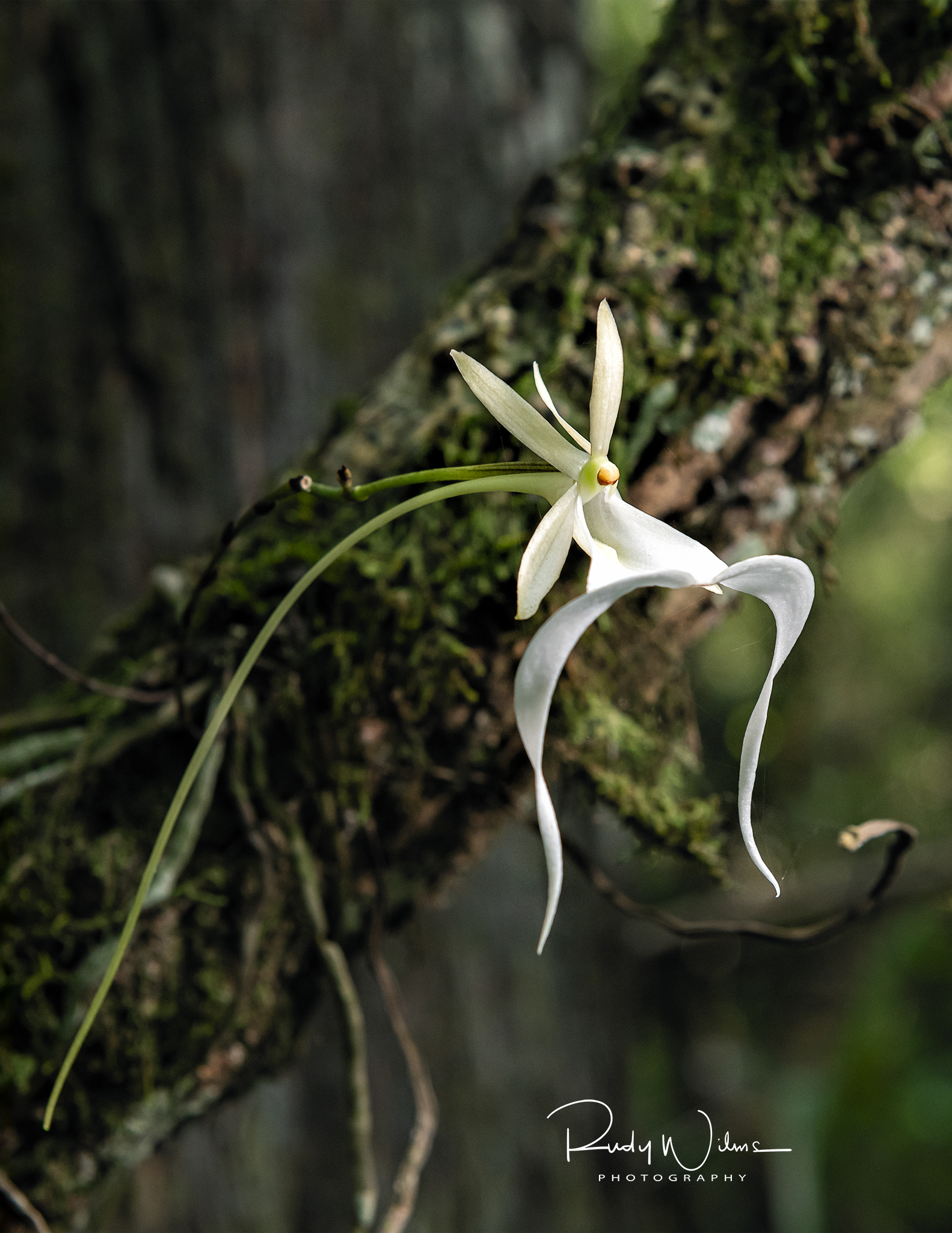 Ghost Orchid