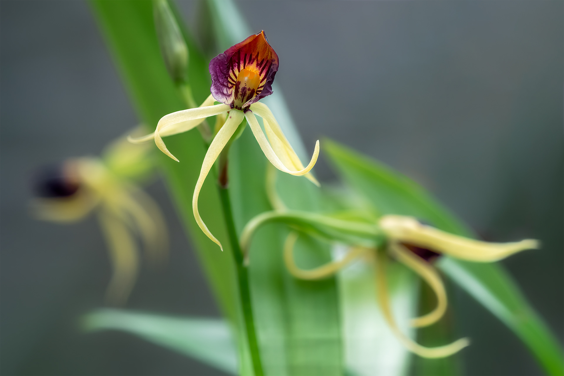 Clamshell Orchid Heads up