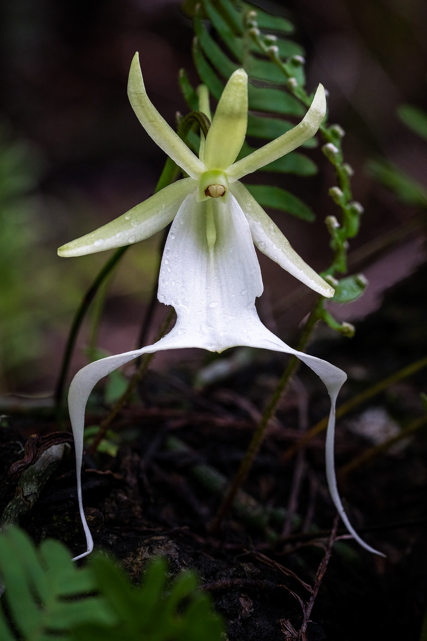 Ghost Orchid Survivor