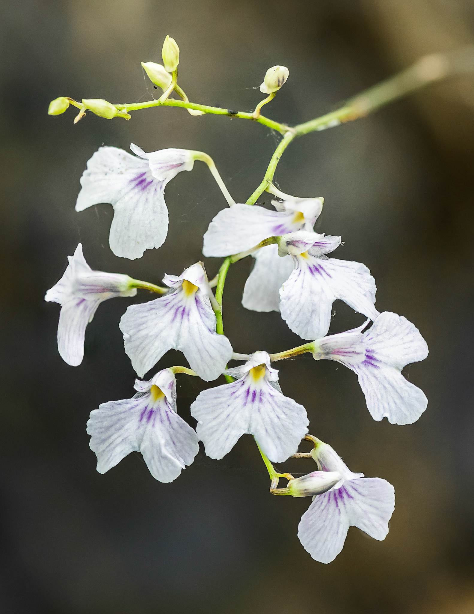 Ionopsis Utricularoides (Delicate Violet Orchid)