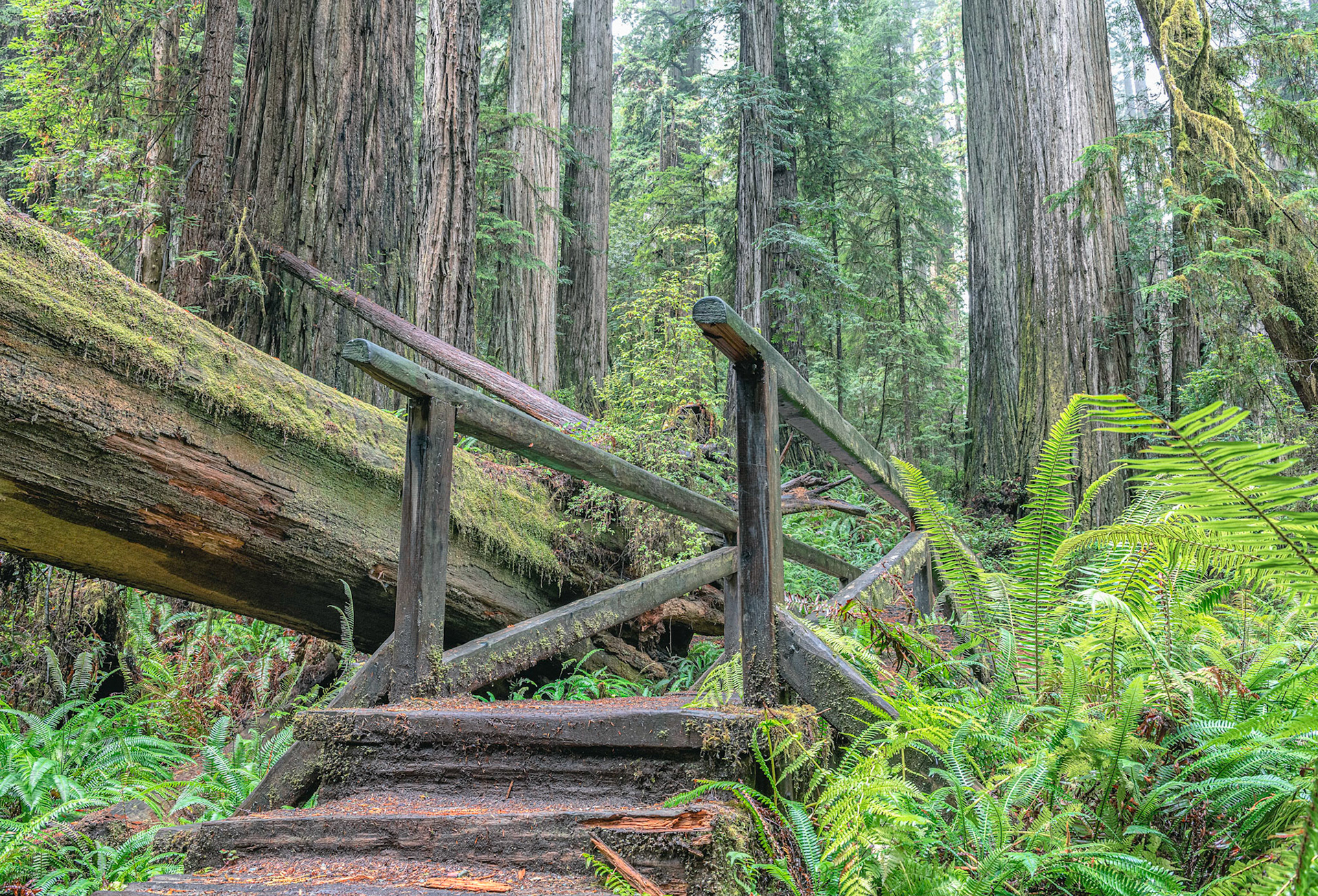 Boy Scout Trail Bridge