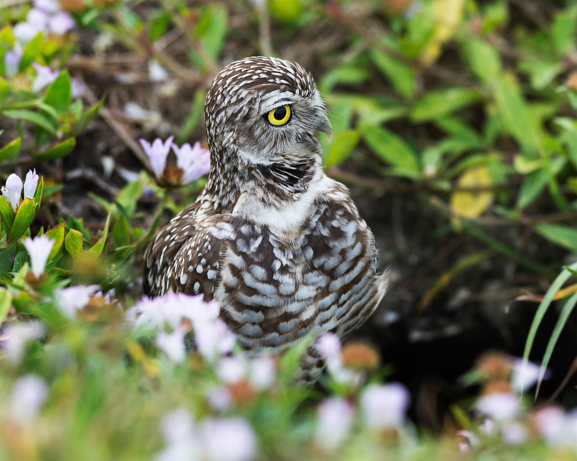 Burrowing Owl