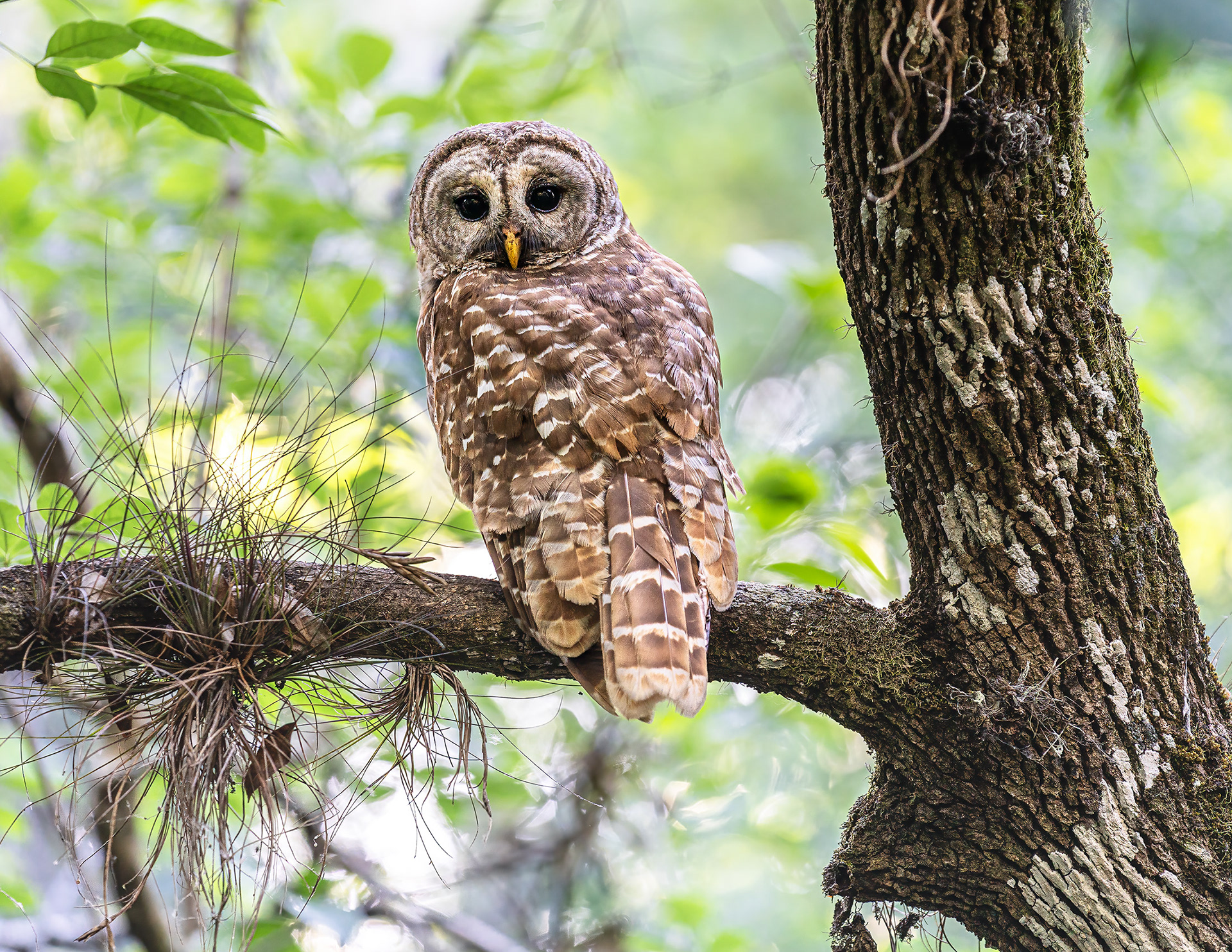 Swamp Owl