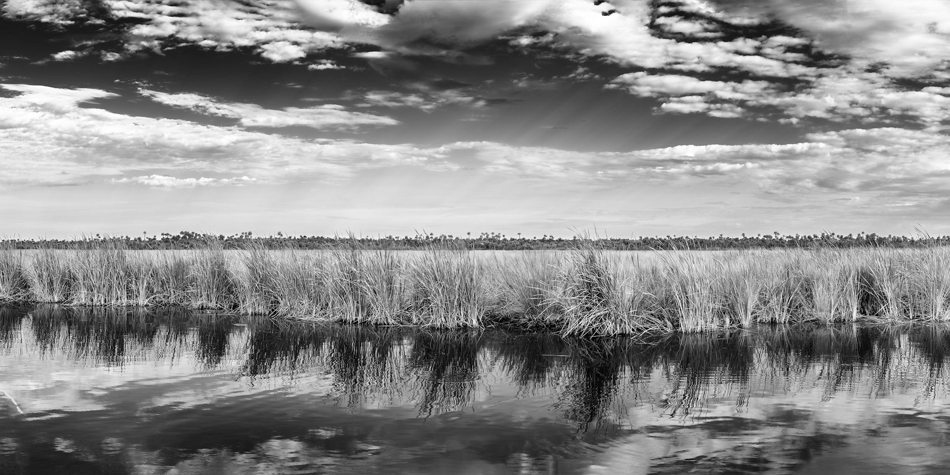 Grassland Big Cypress
