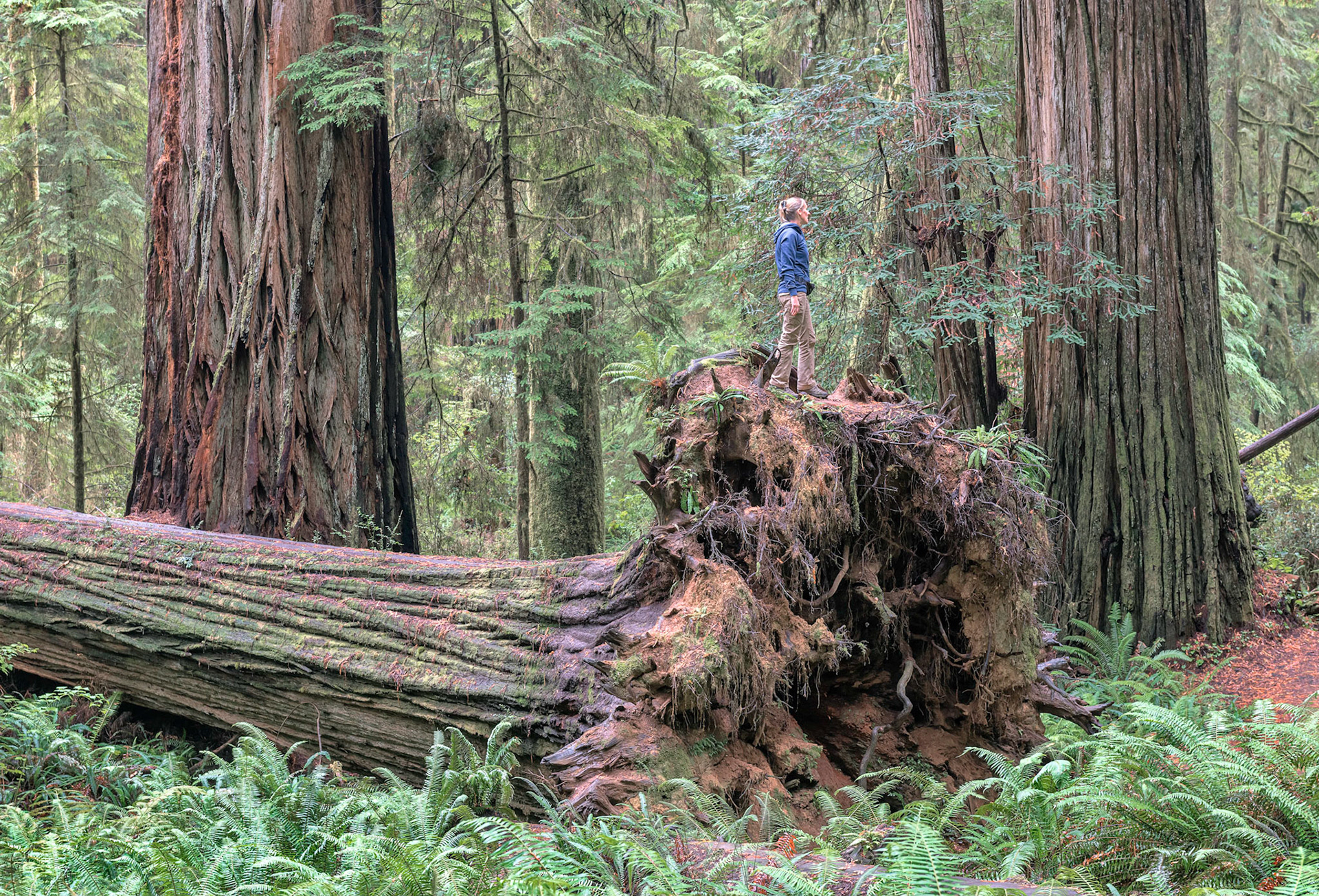 Fallen Giant