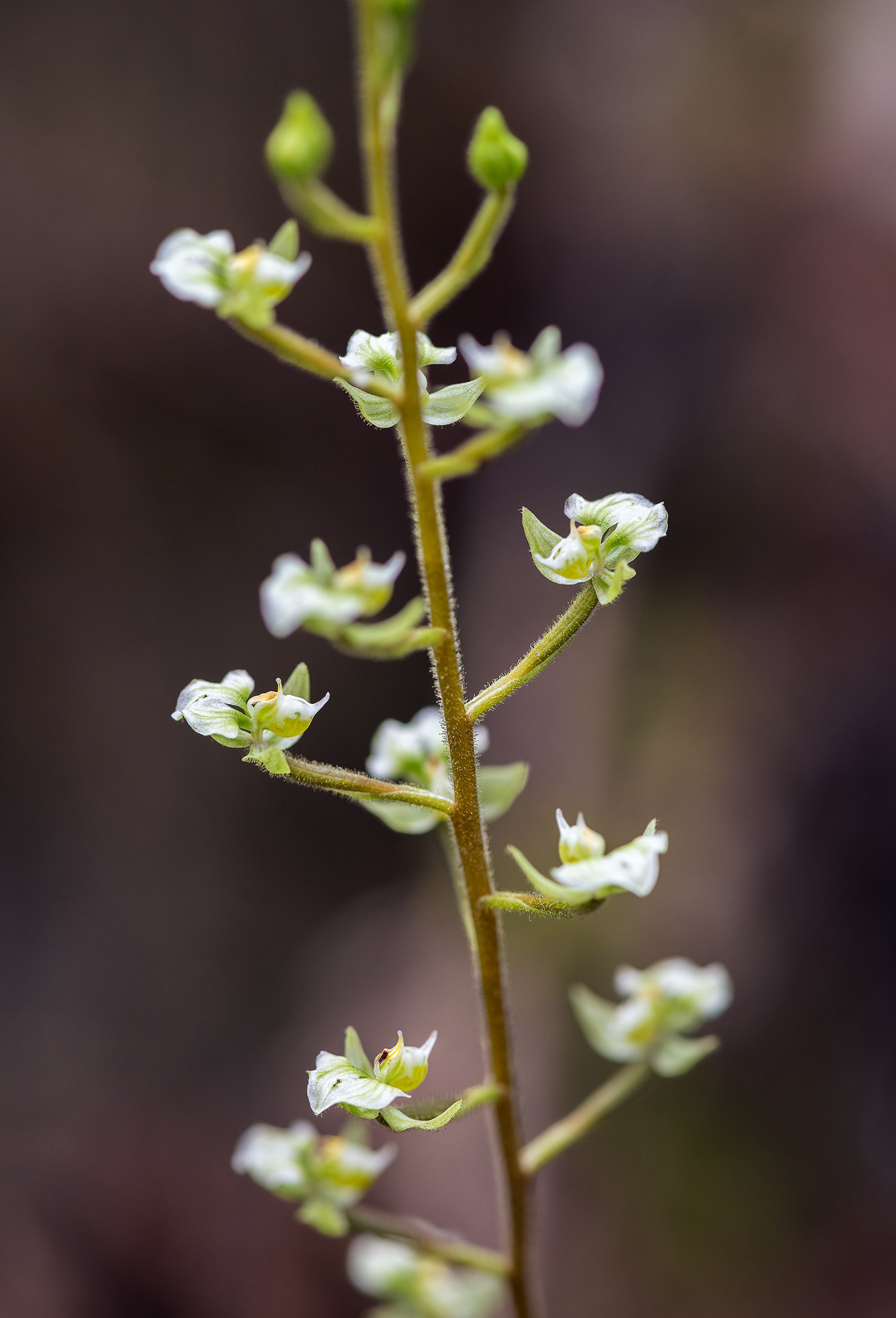 Shadow Witch Orchid side profile