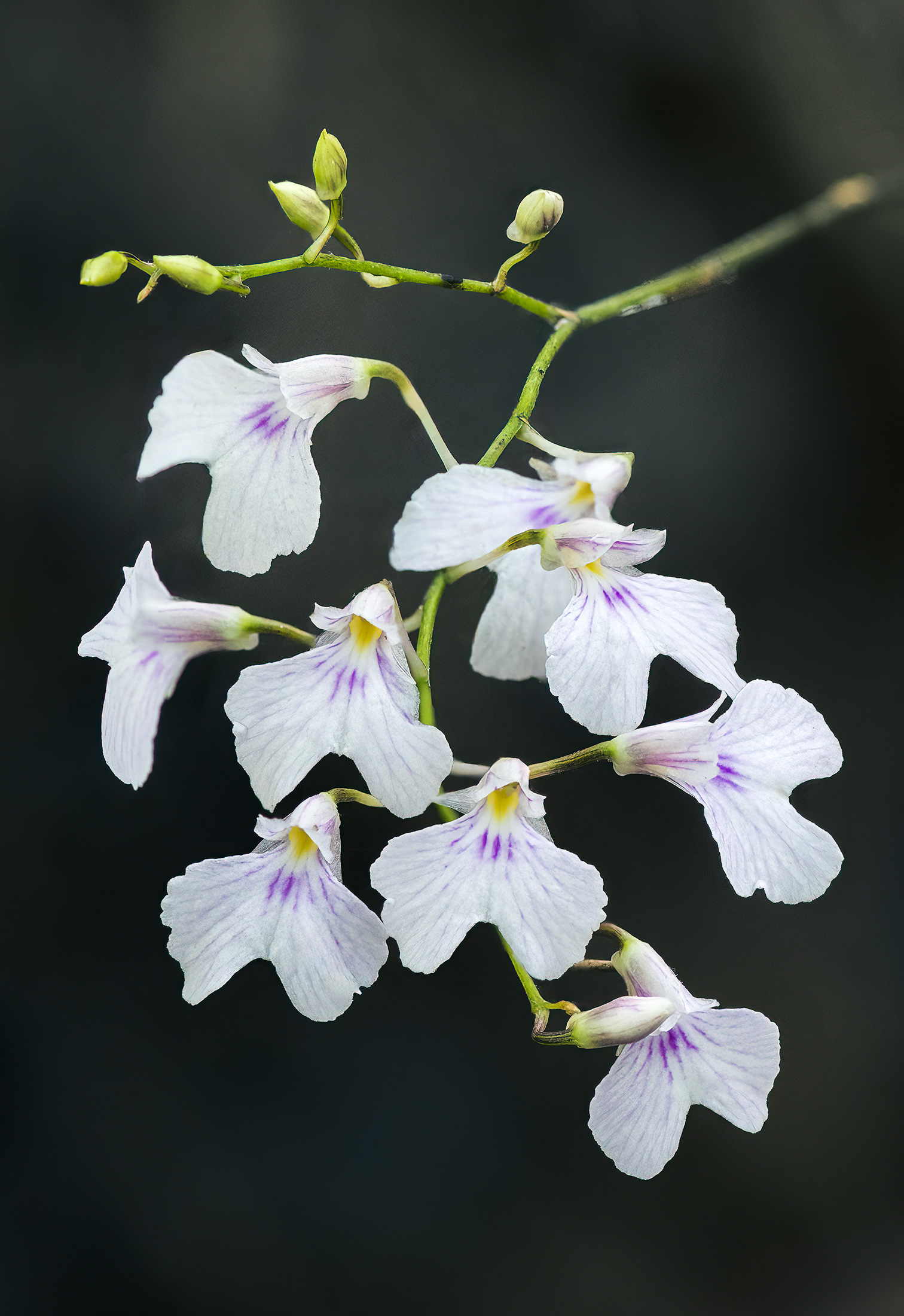 Ionopsis Utricularoides (Delicate Violet Orchid)