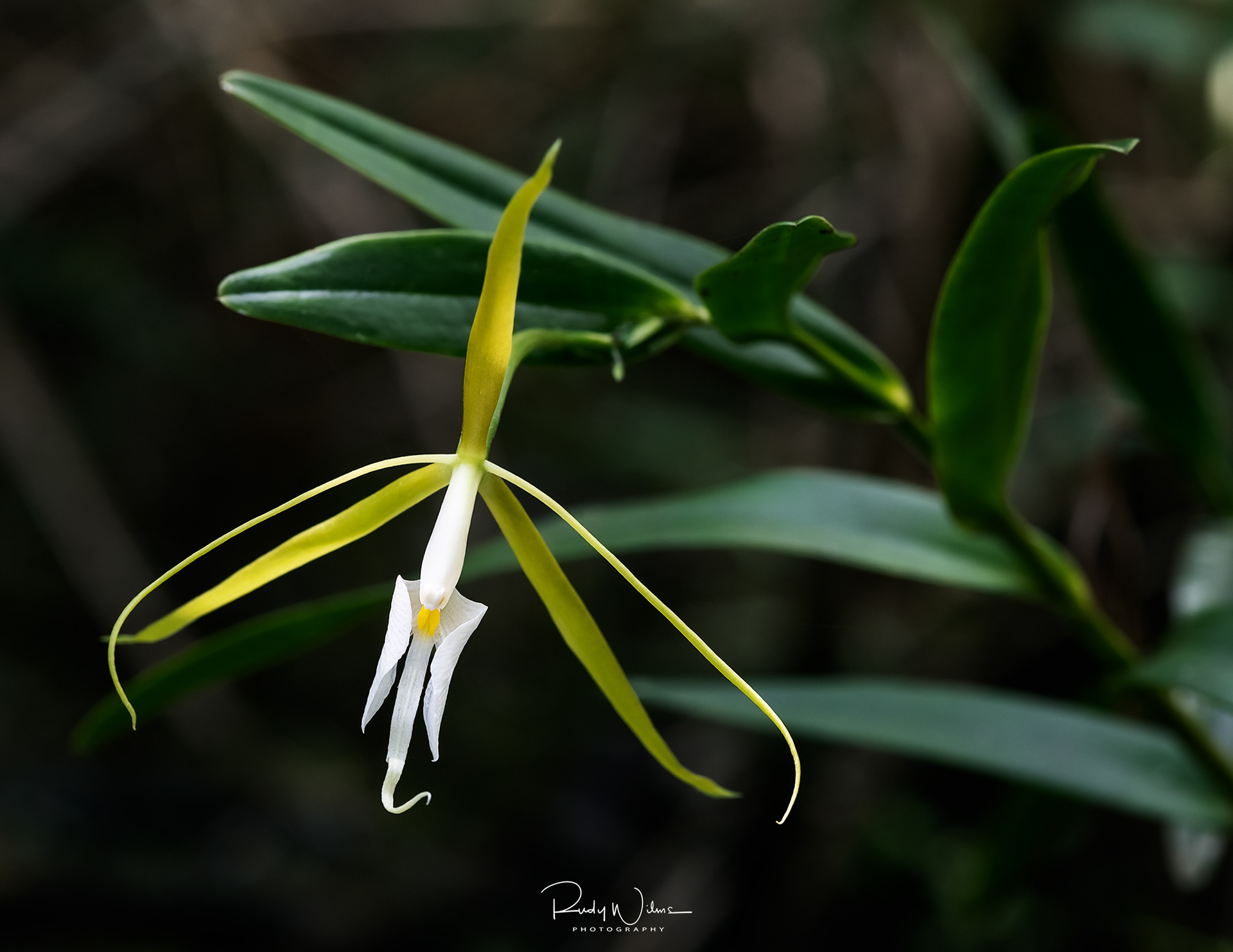Night Scented Orchid