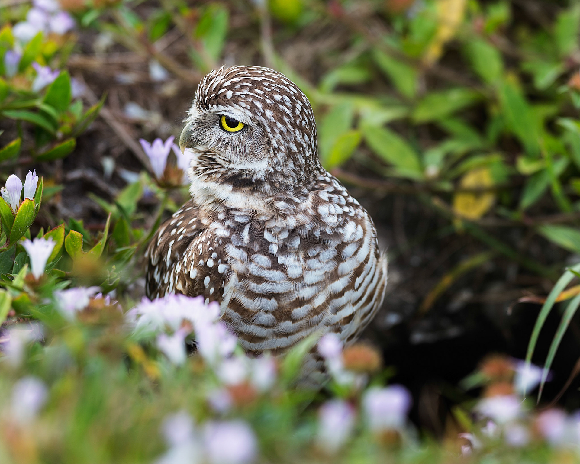 Burrowing Owl 2