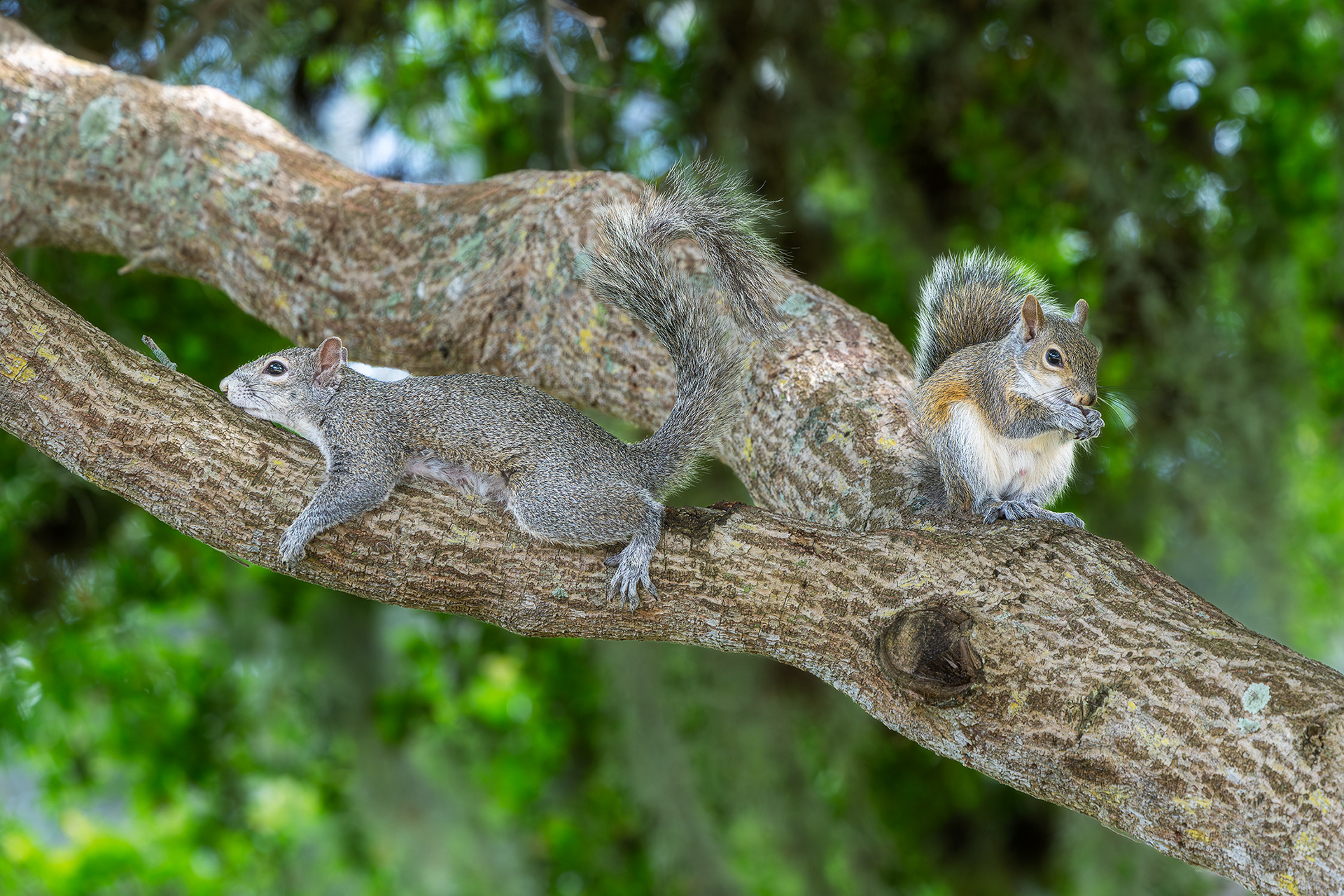 Skippy and Squirrely our backyard Squirrels