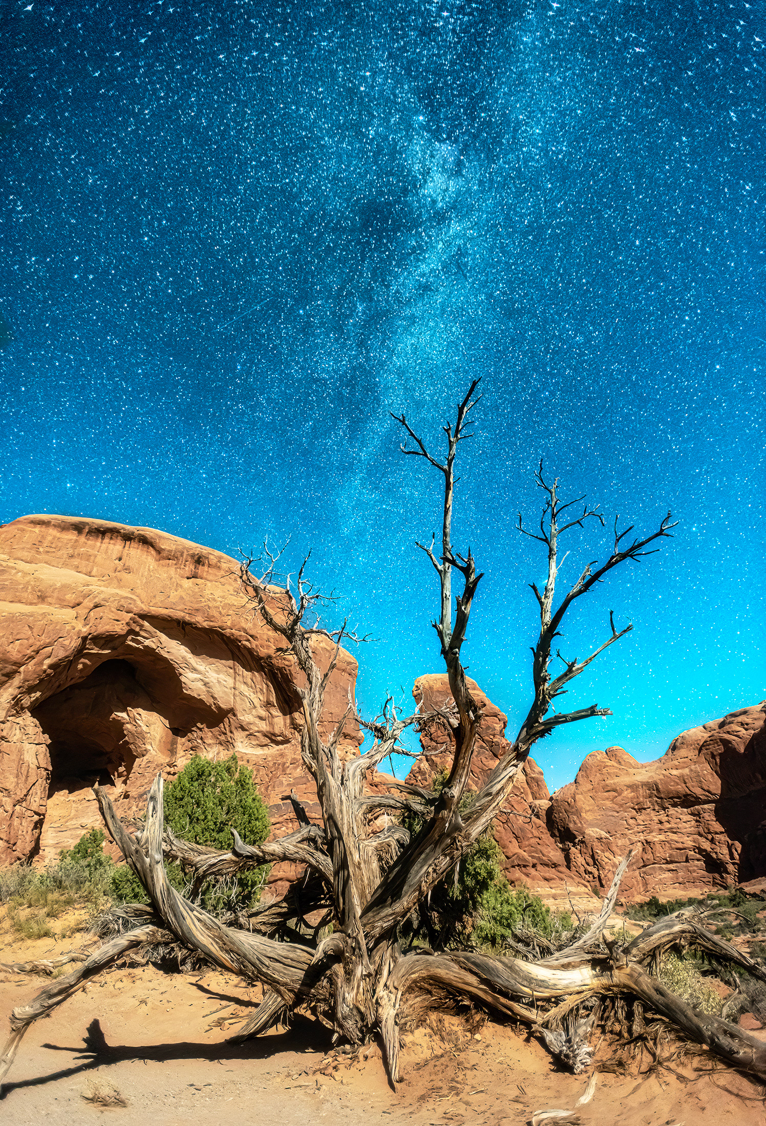 Dead Tree Milky Way