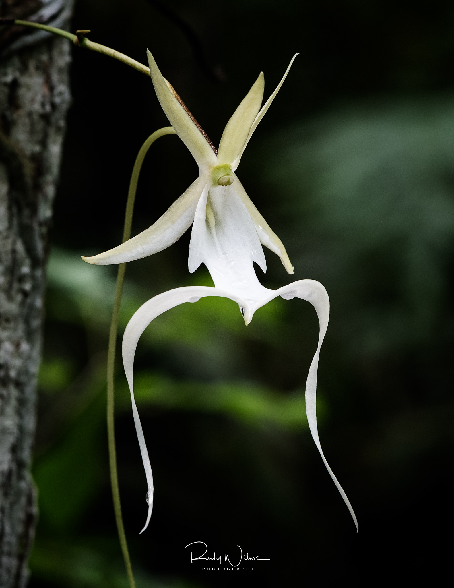 Delicate Ghost Orchid