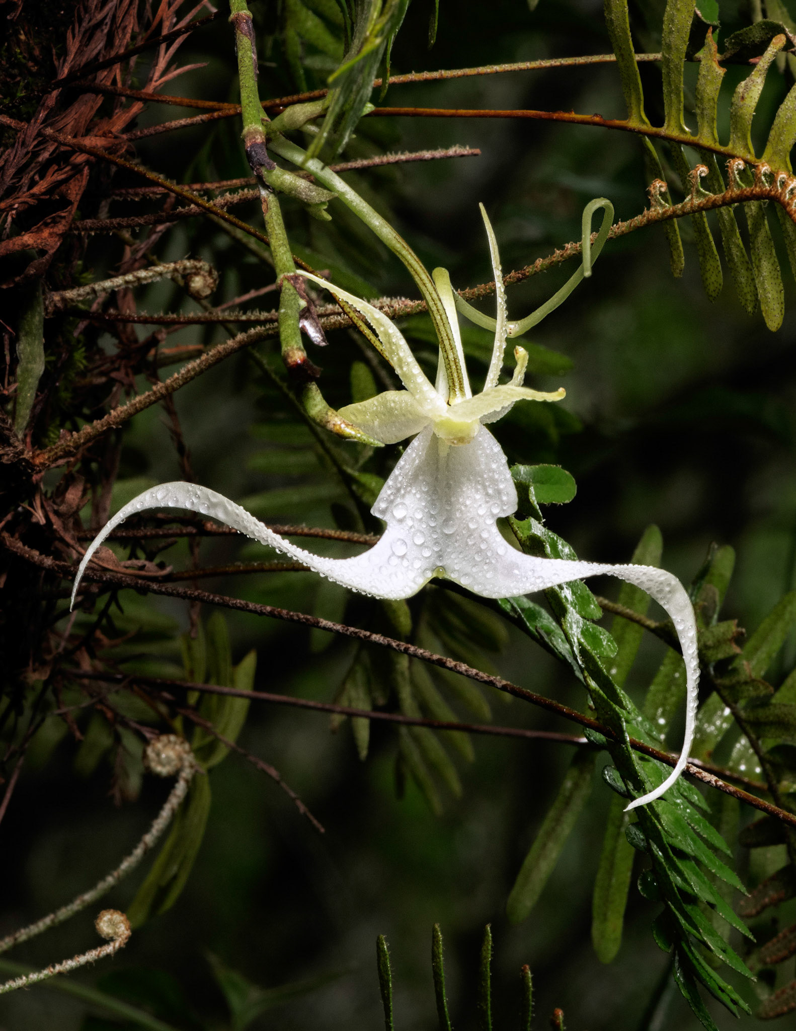Crooked Ghost Orchid