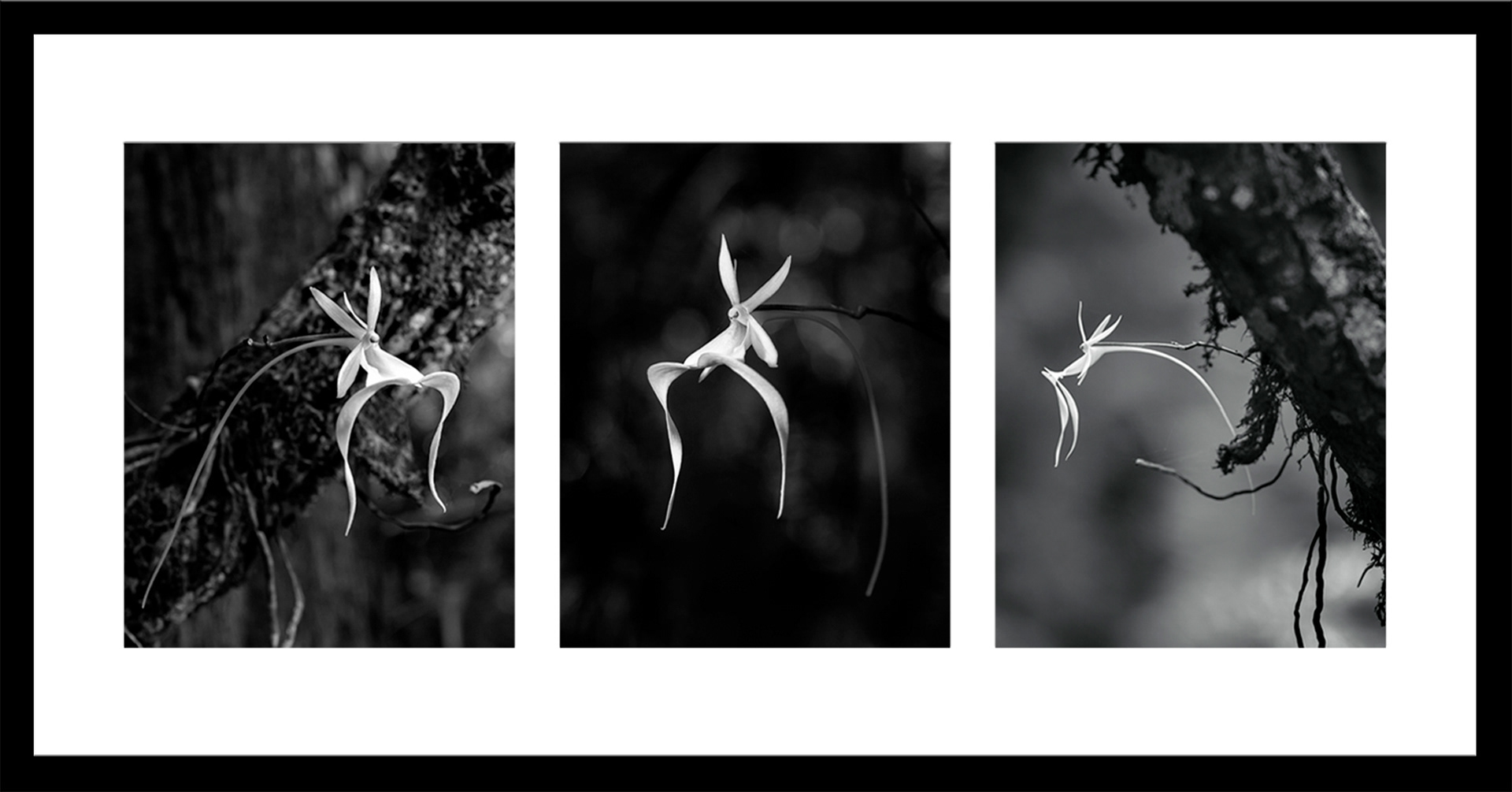 3 collage ghost 5x7 BW