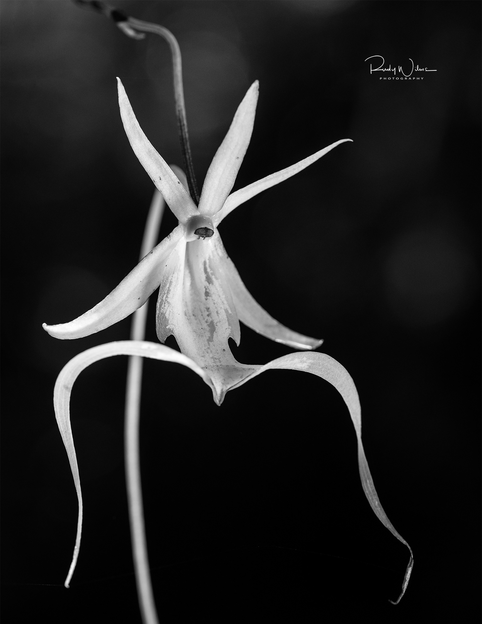 Fading Ghost Orchid B&W