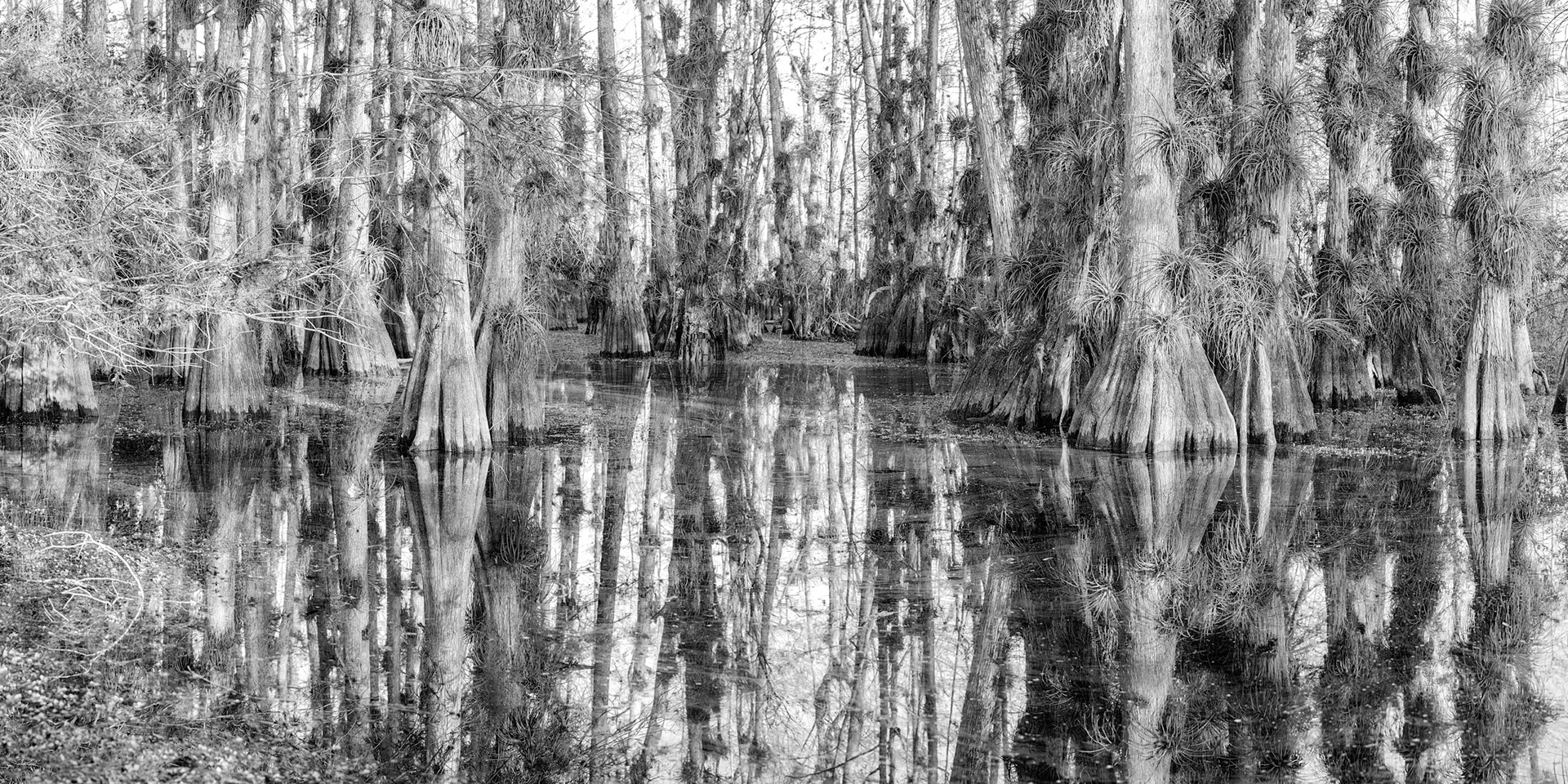 Cypress Dome