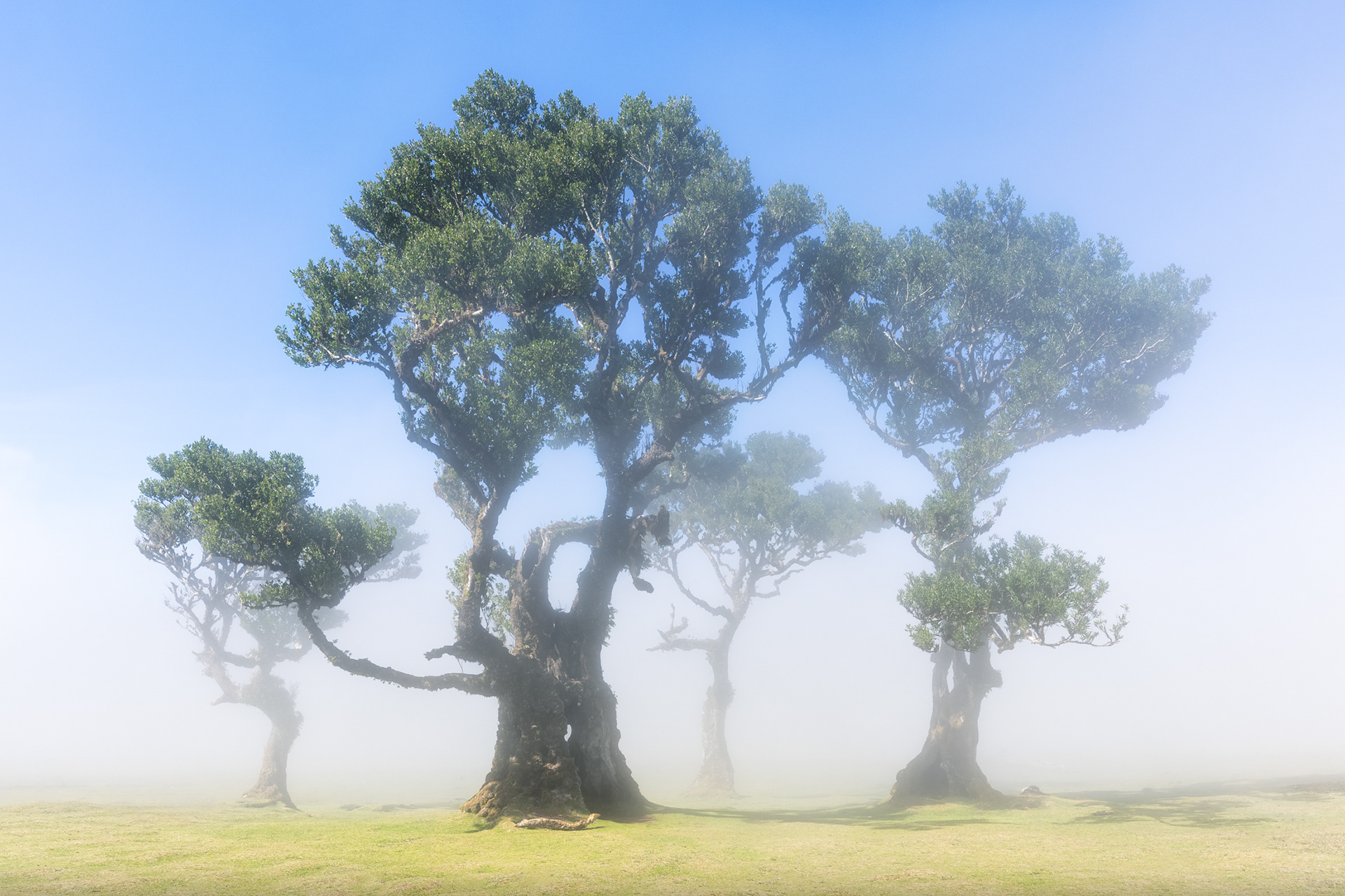 Guardians of the Fog