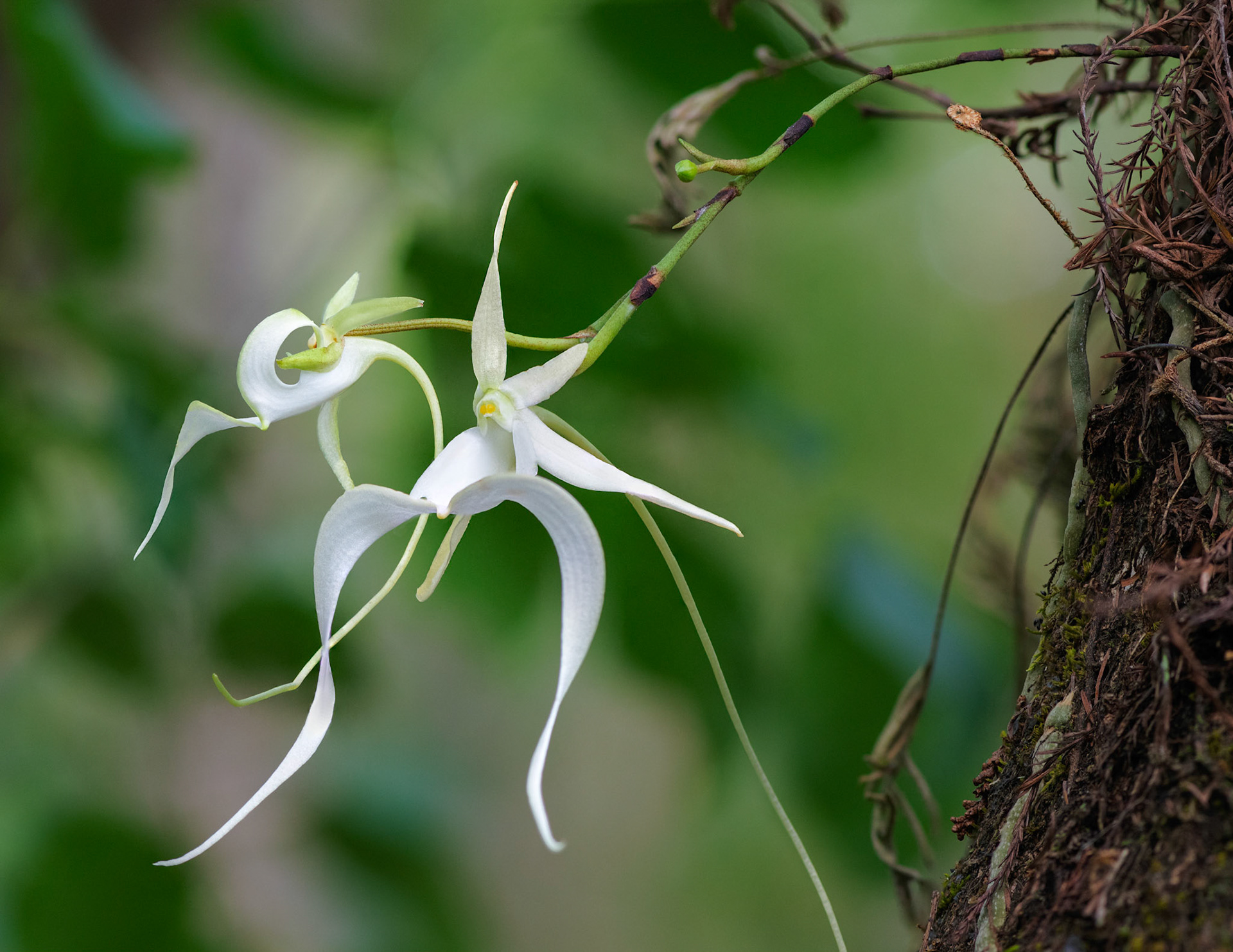 Ghost Orchid Duo