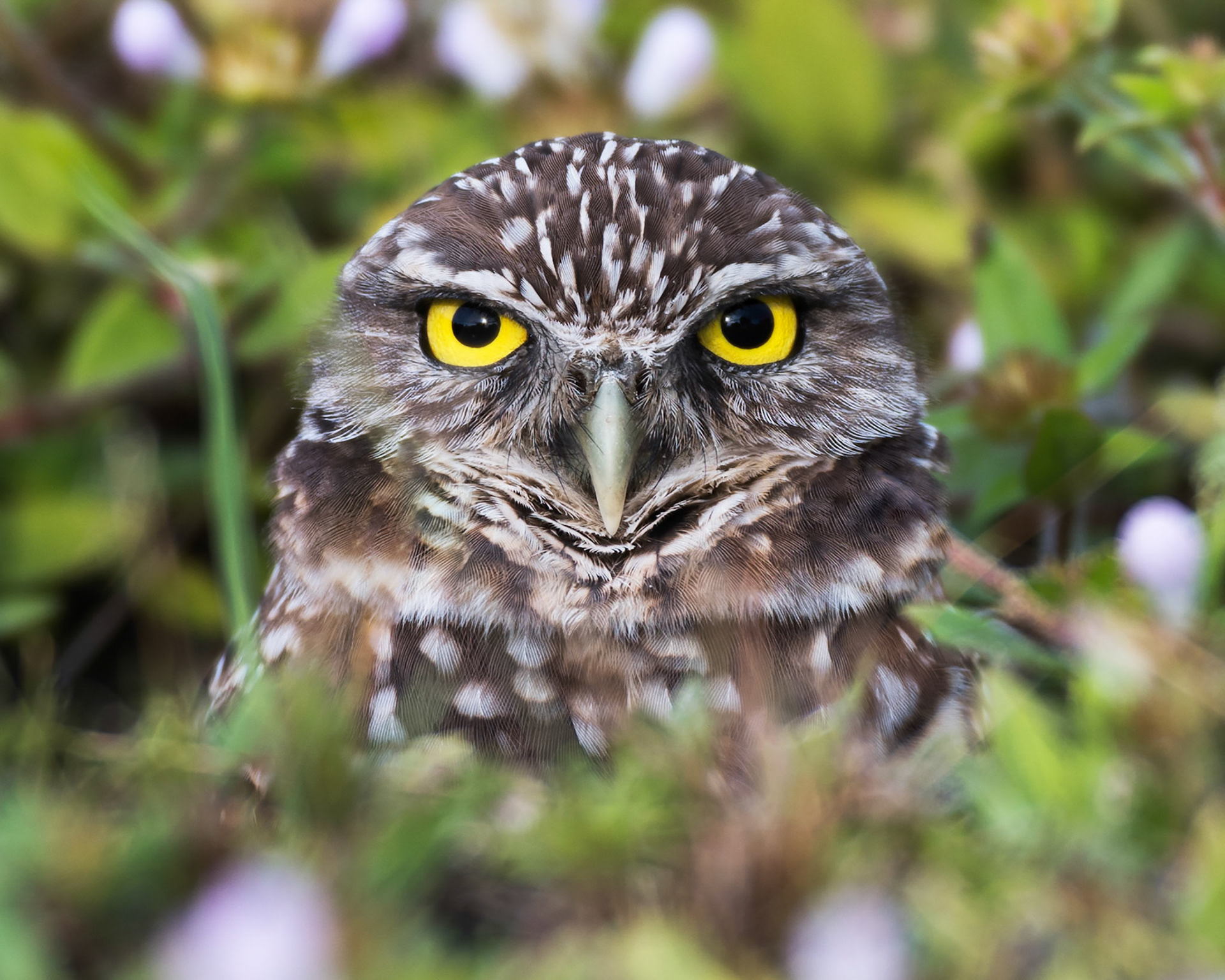 Burrowing Owl 1