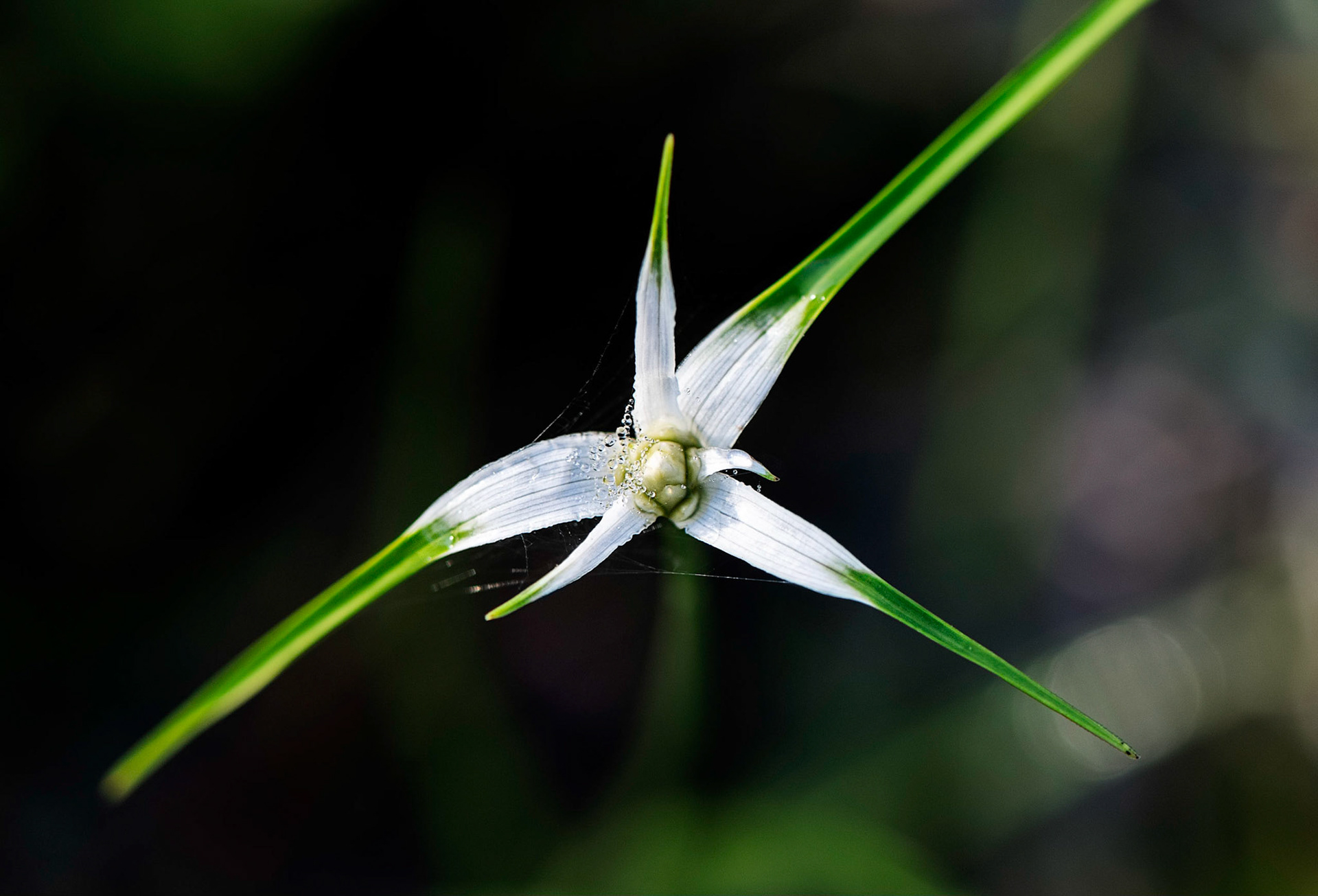 Star Grass