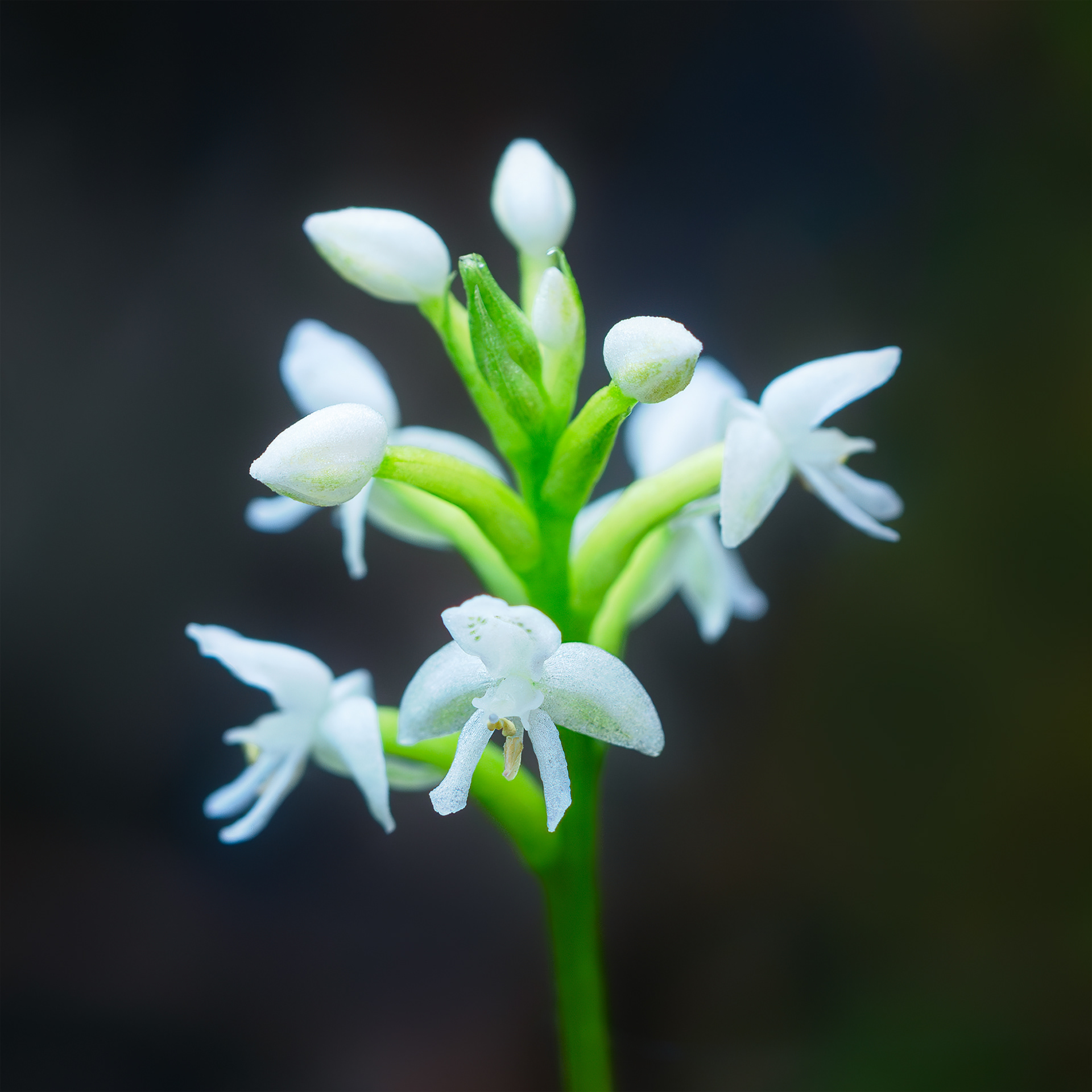 Whispers of the Moss