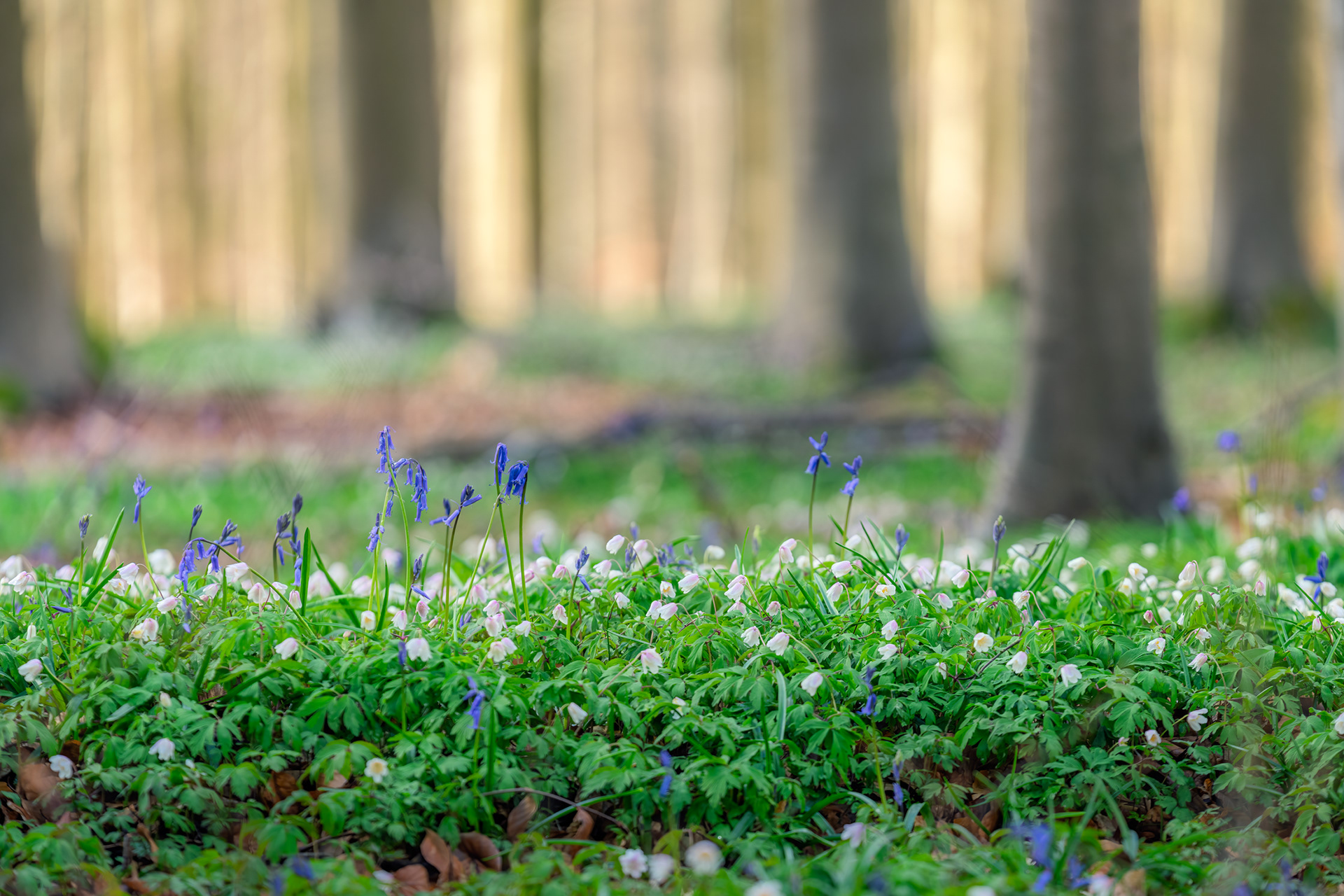The Bloomwall