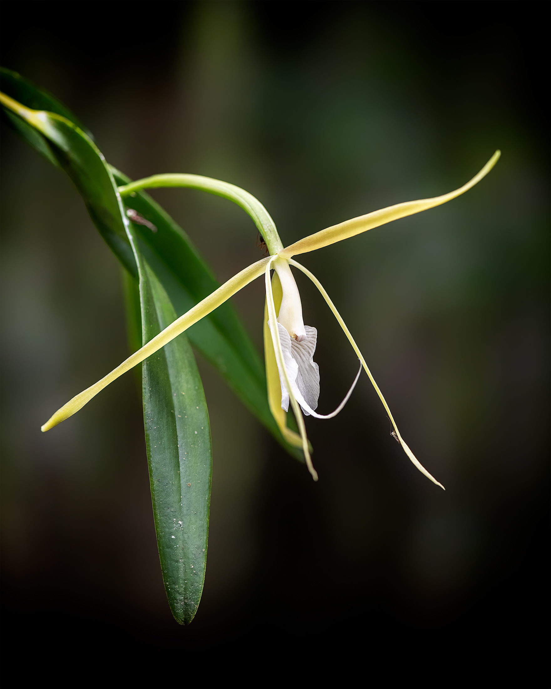 Night Scented Orchid Portrait