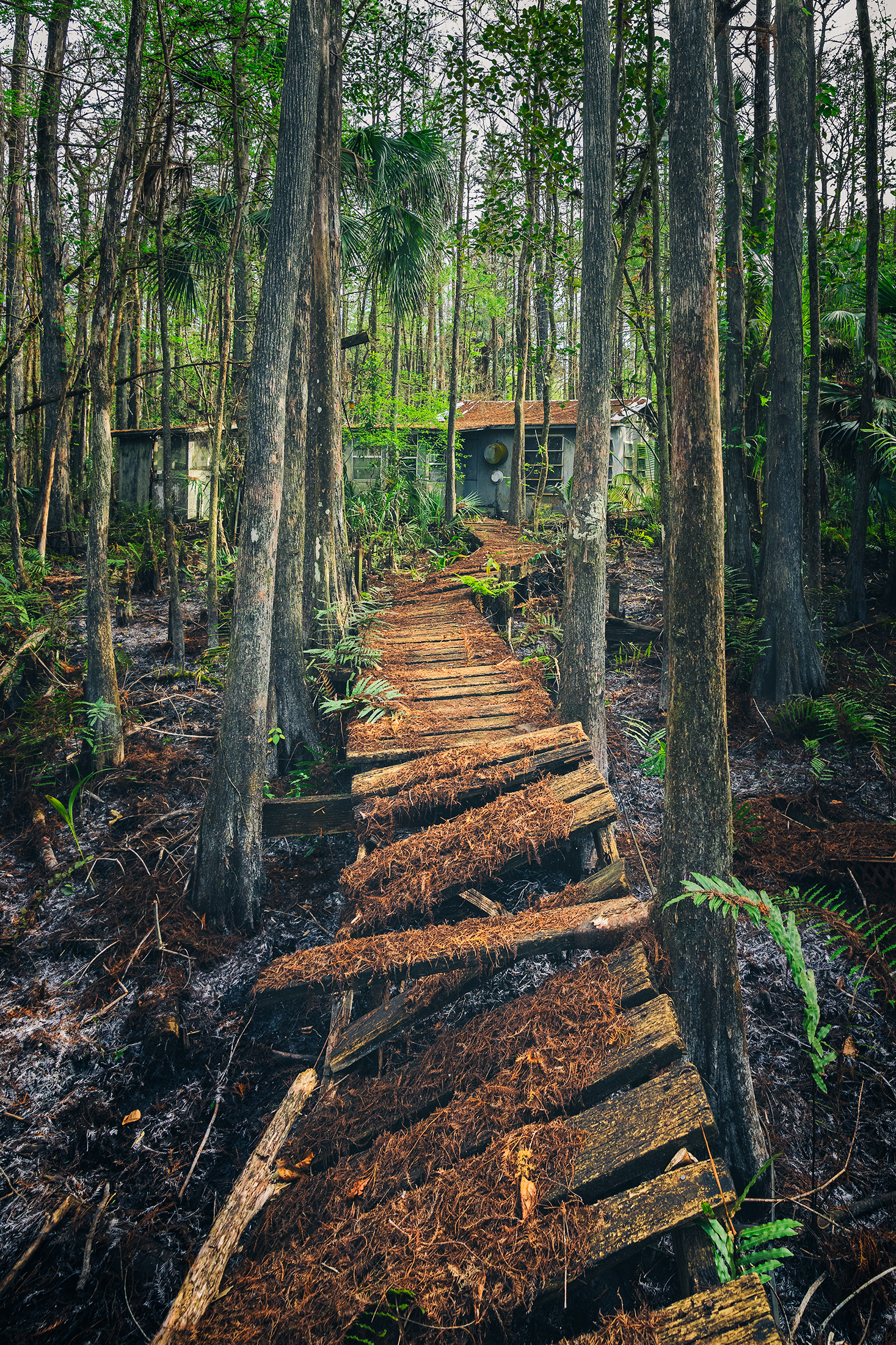Swamp Cabin