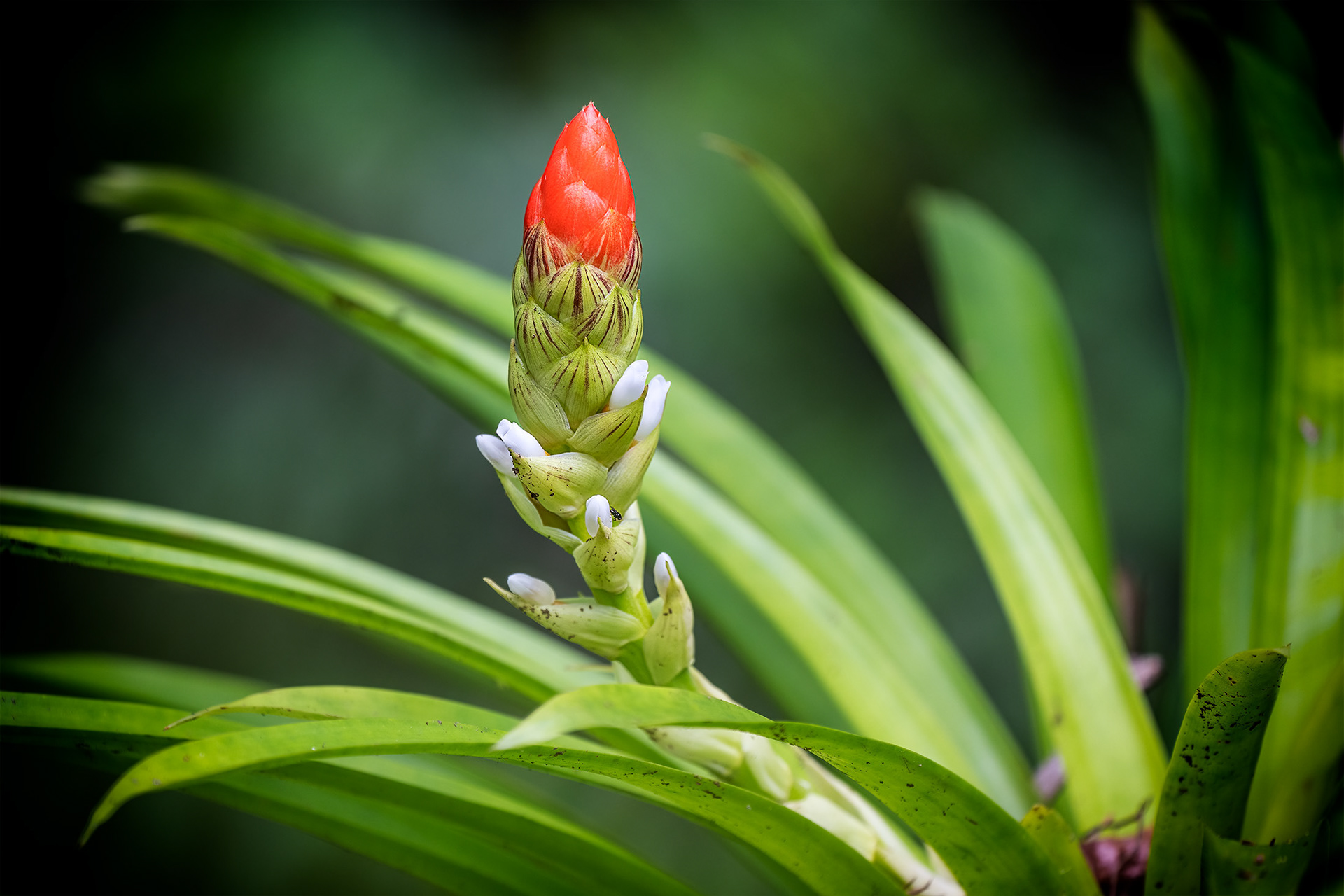 Fakahatchee Guzmania bloom