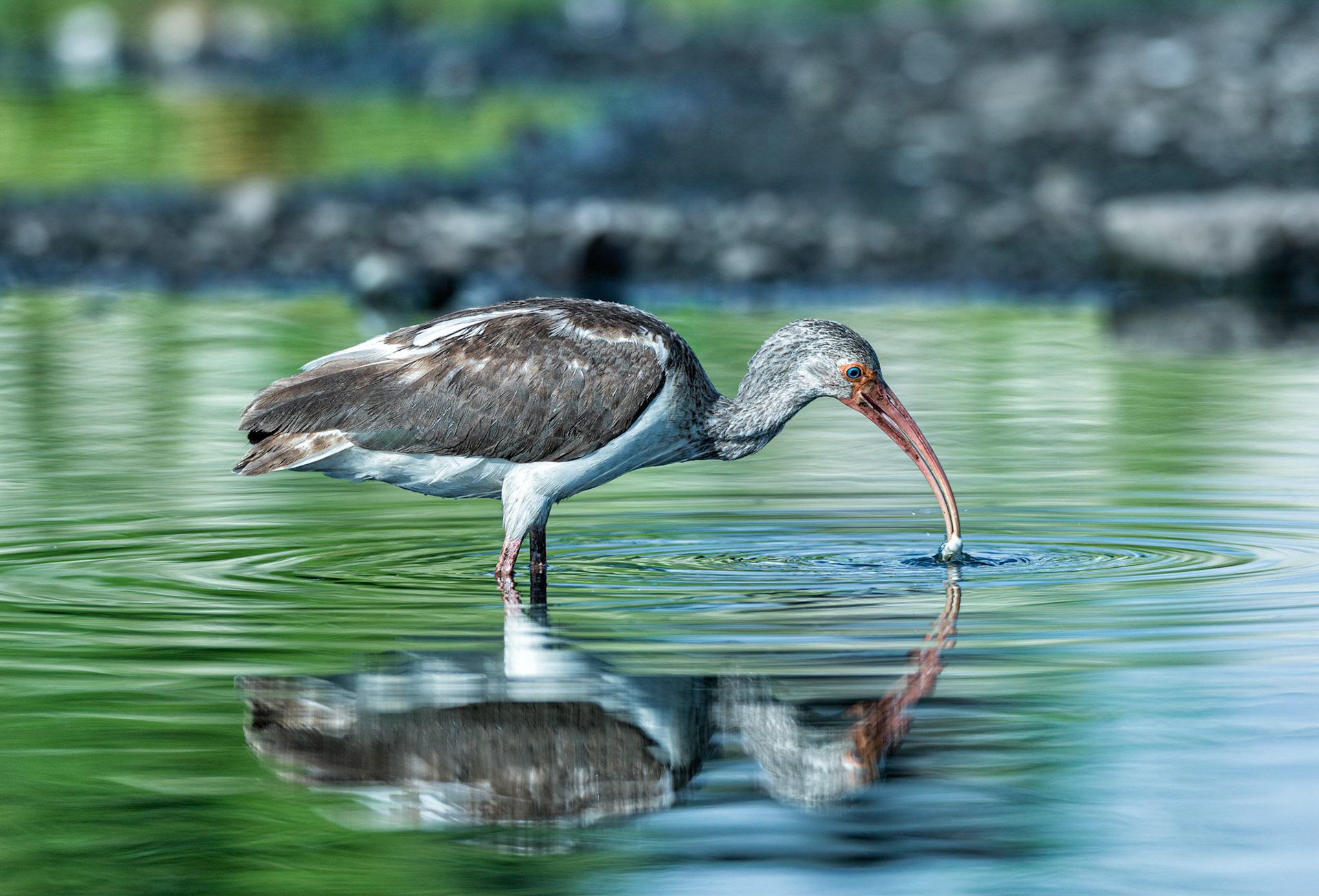Juvenile White Ibis