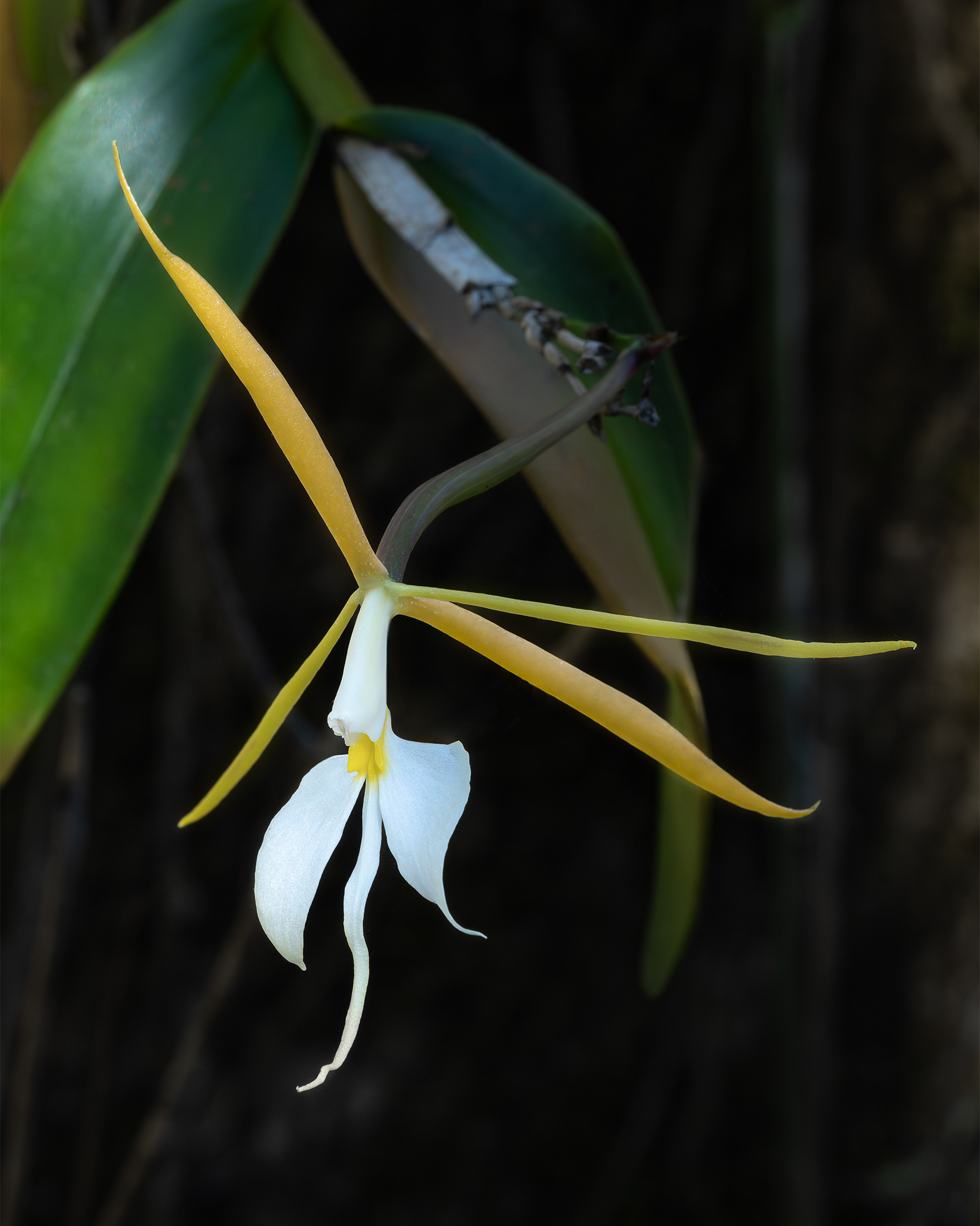 Magnificent Epidendrum nocturnum