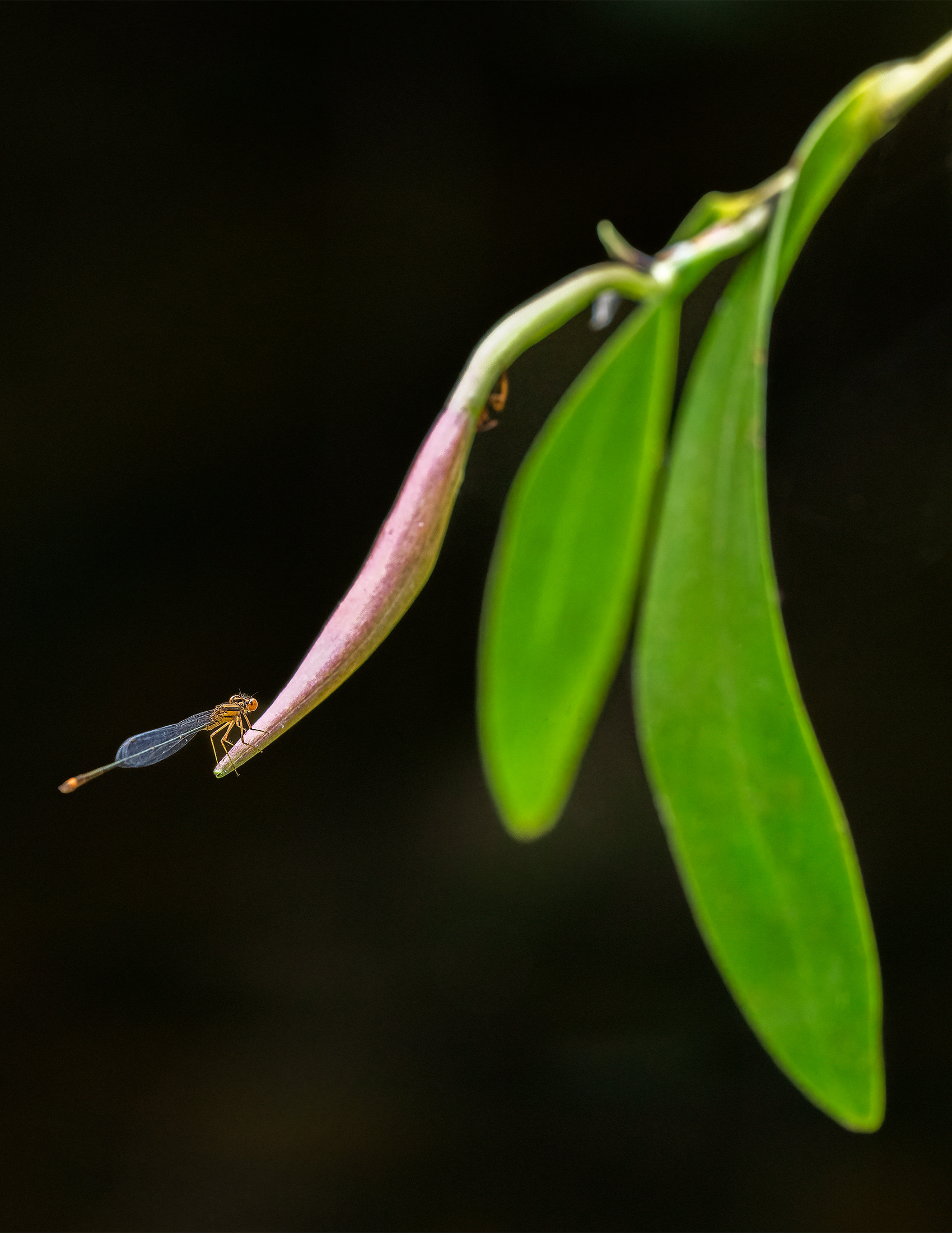 Dragonfly on a Epidendrum Nocturnum Bud