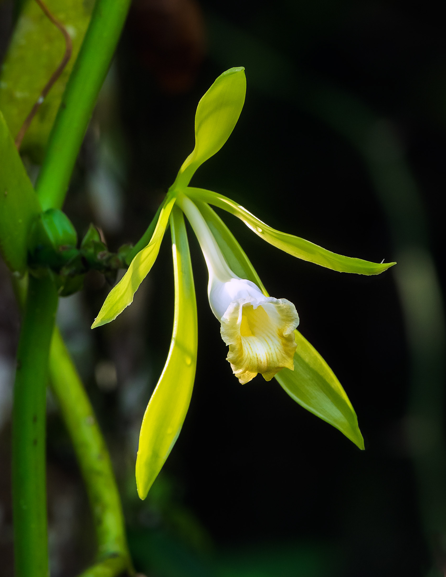 Vanilla Orchid Flower
