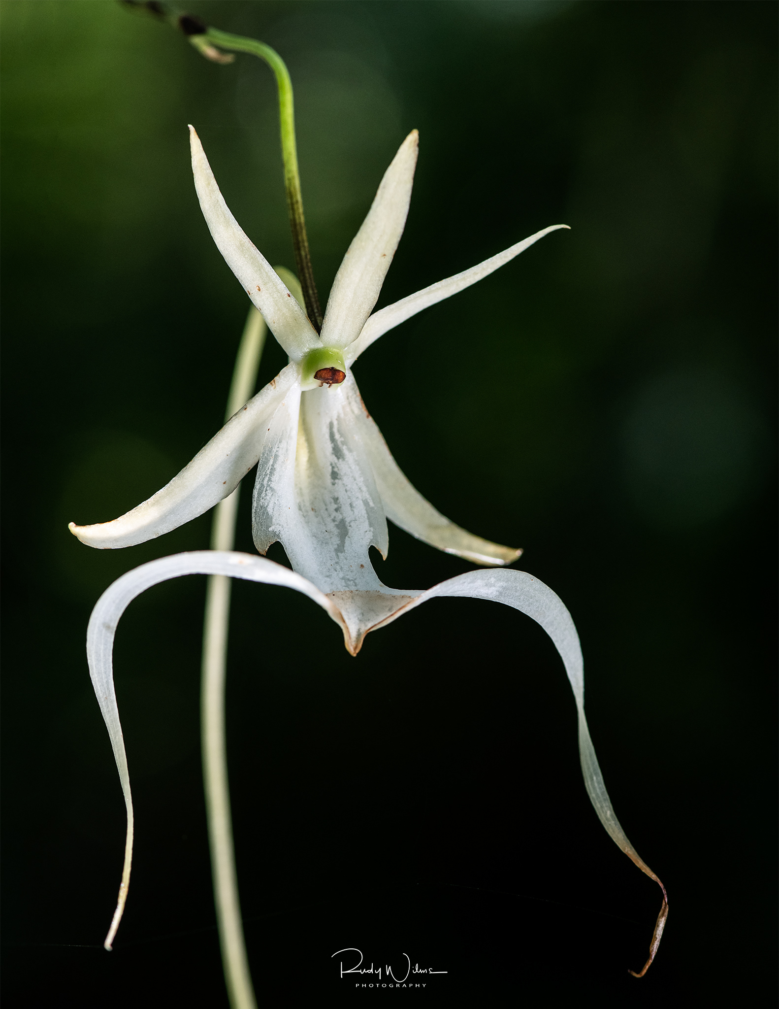 Fading Ghost Orchid