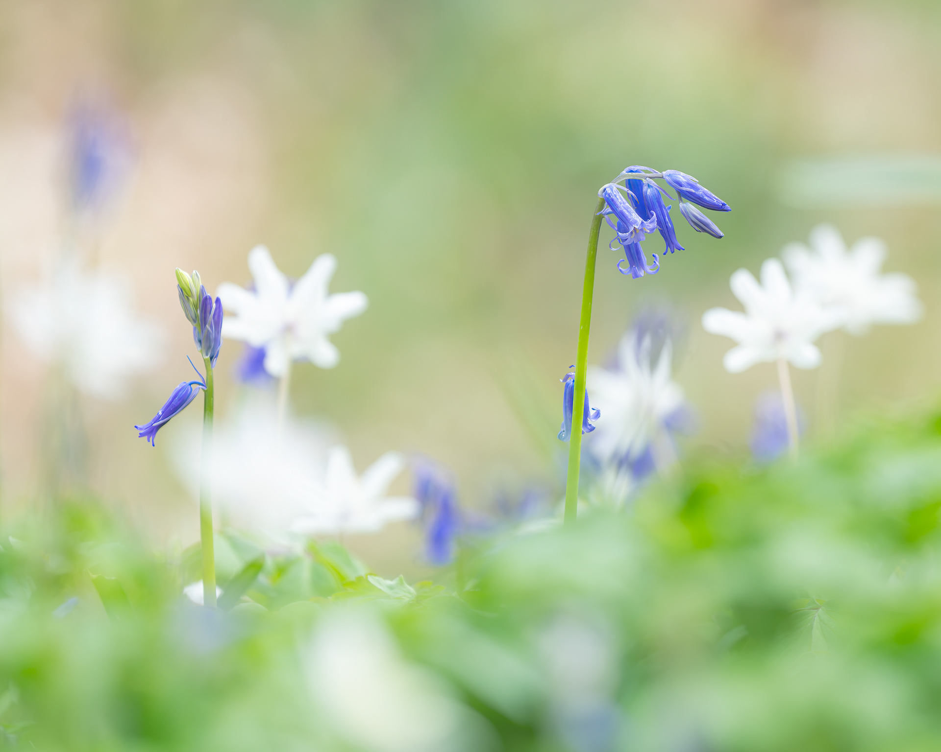 Spring Duet